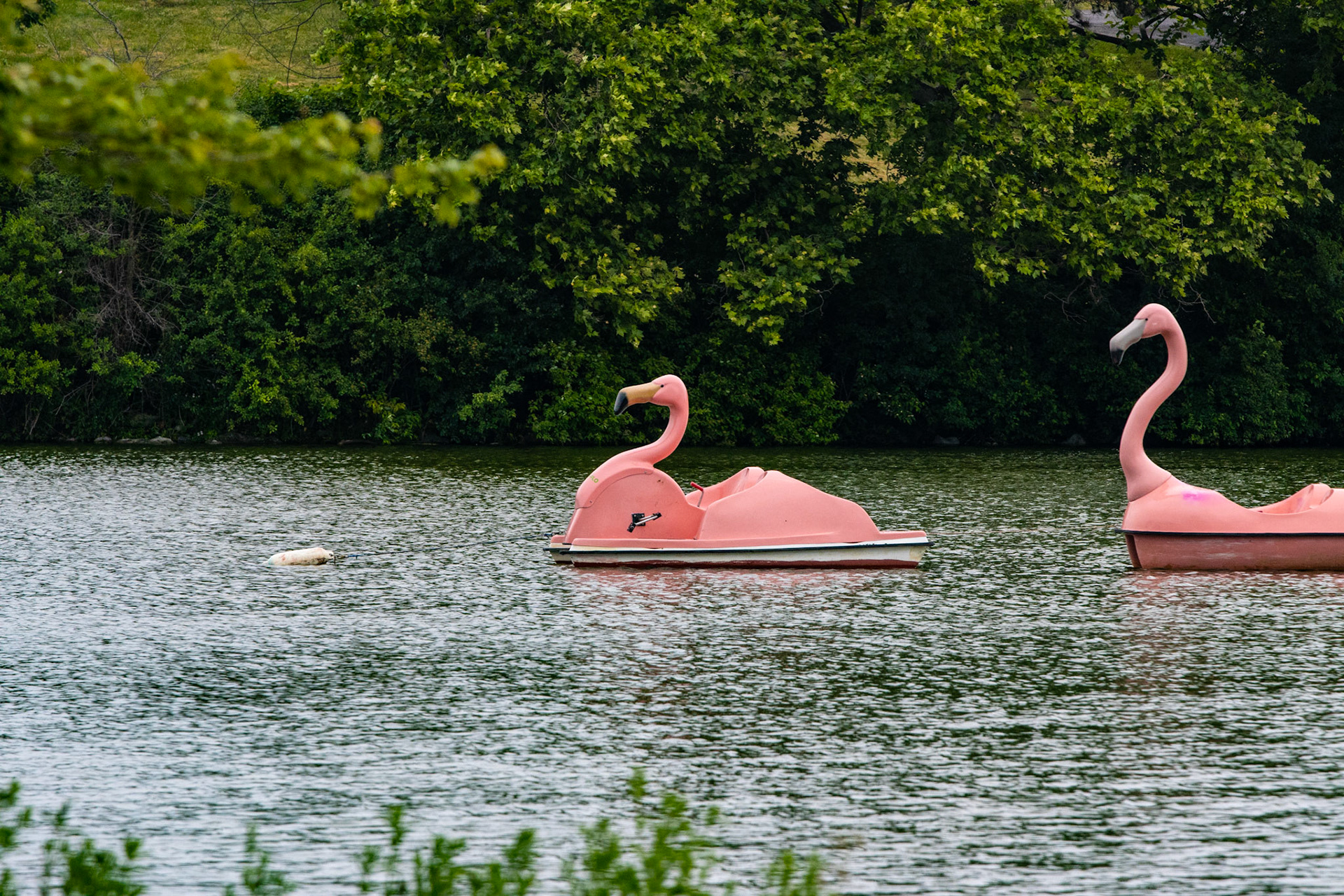 Flamingoes in Hoyt Lake, Delaware Park, Buffalo NY.
