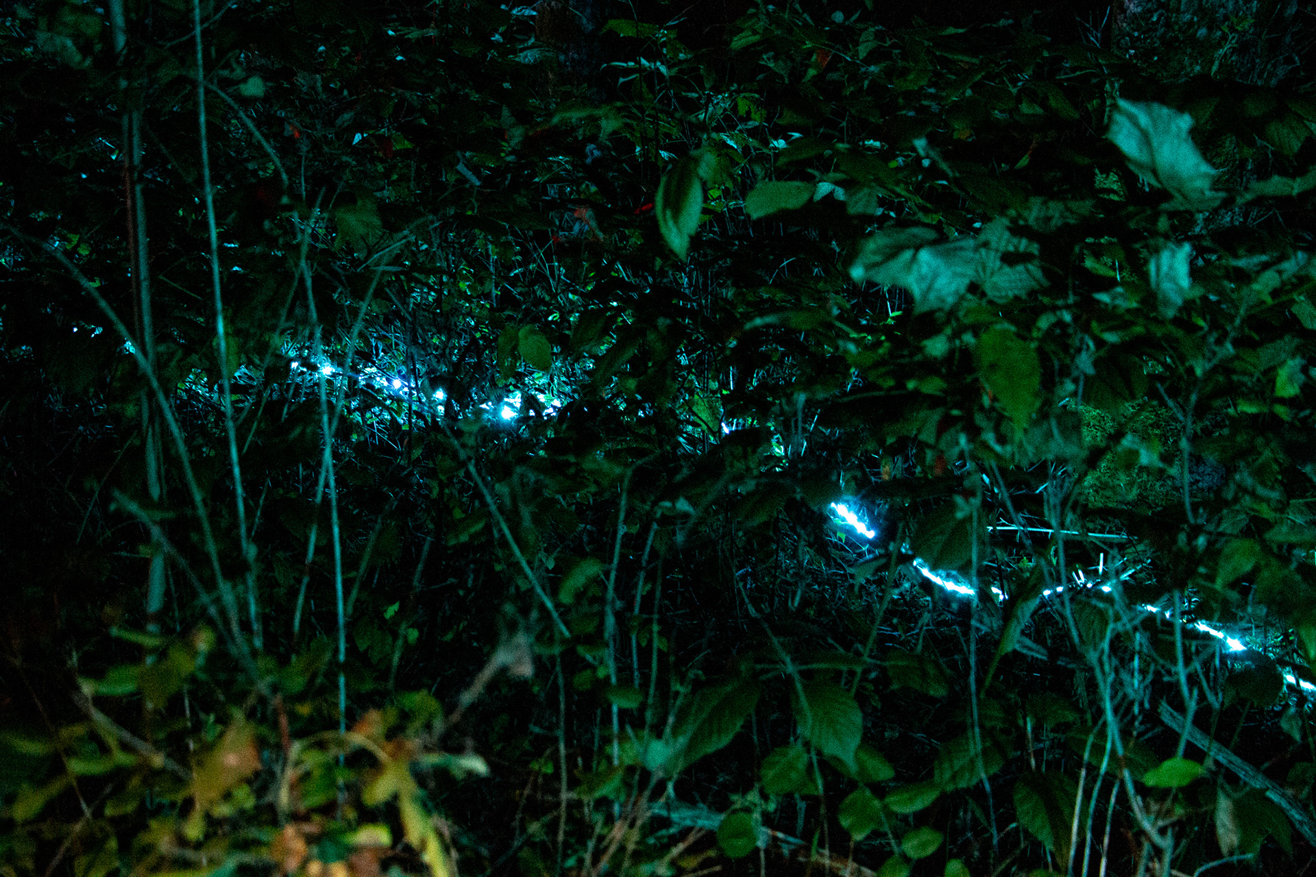 Night Lights at Griffis Sculpture Park, East Otto NY.