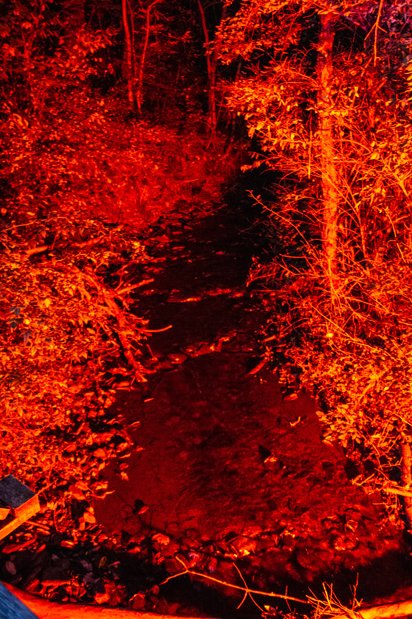 Night Lights at Griffis Sculpture Park, East Otto NY.