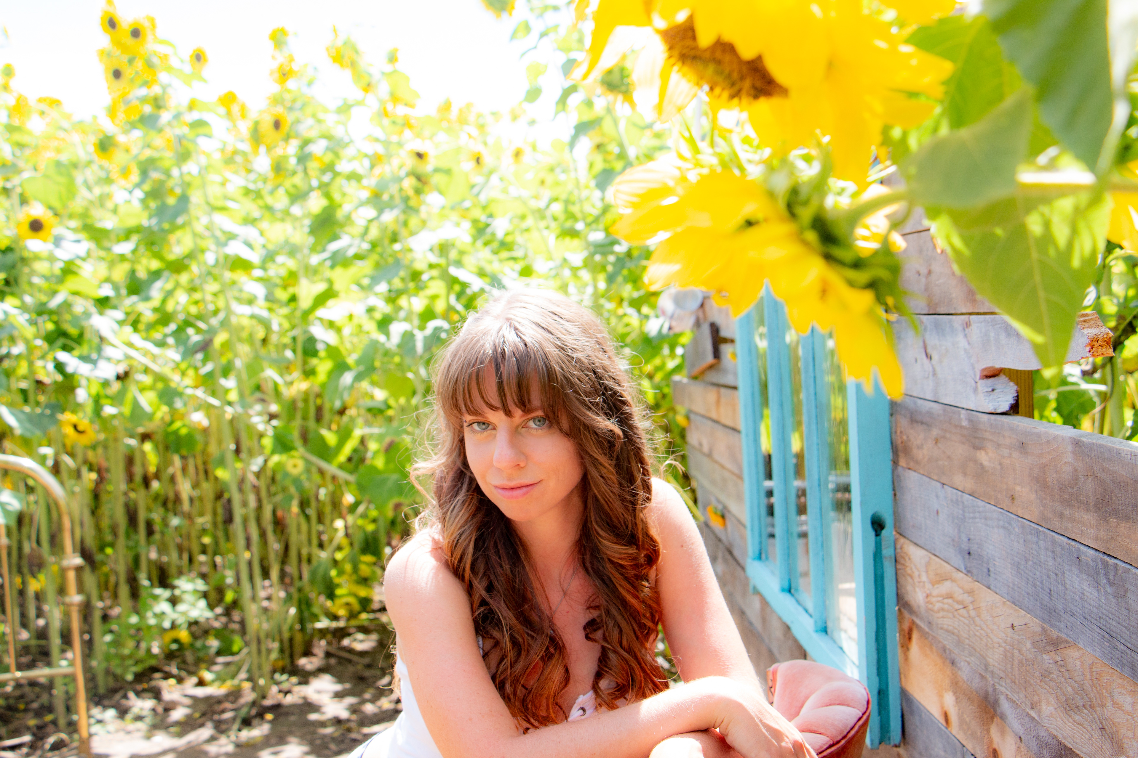 Modeling session, Wickham Sunflower Farm, Penfield NY.