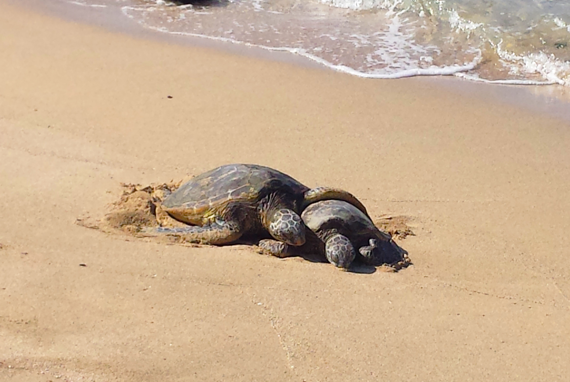 Green Sea Turtles, Kona coast HI.
