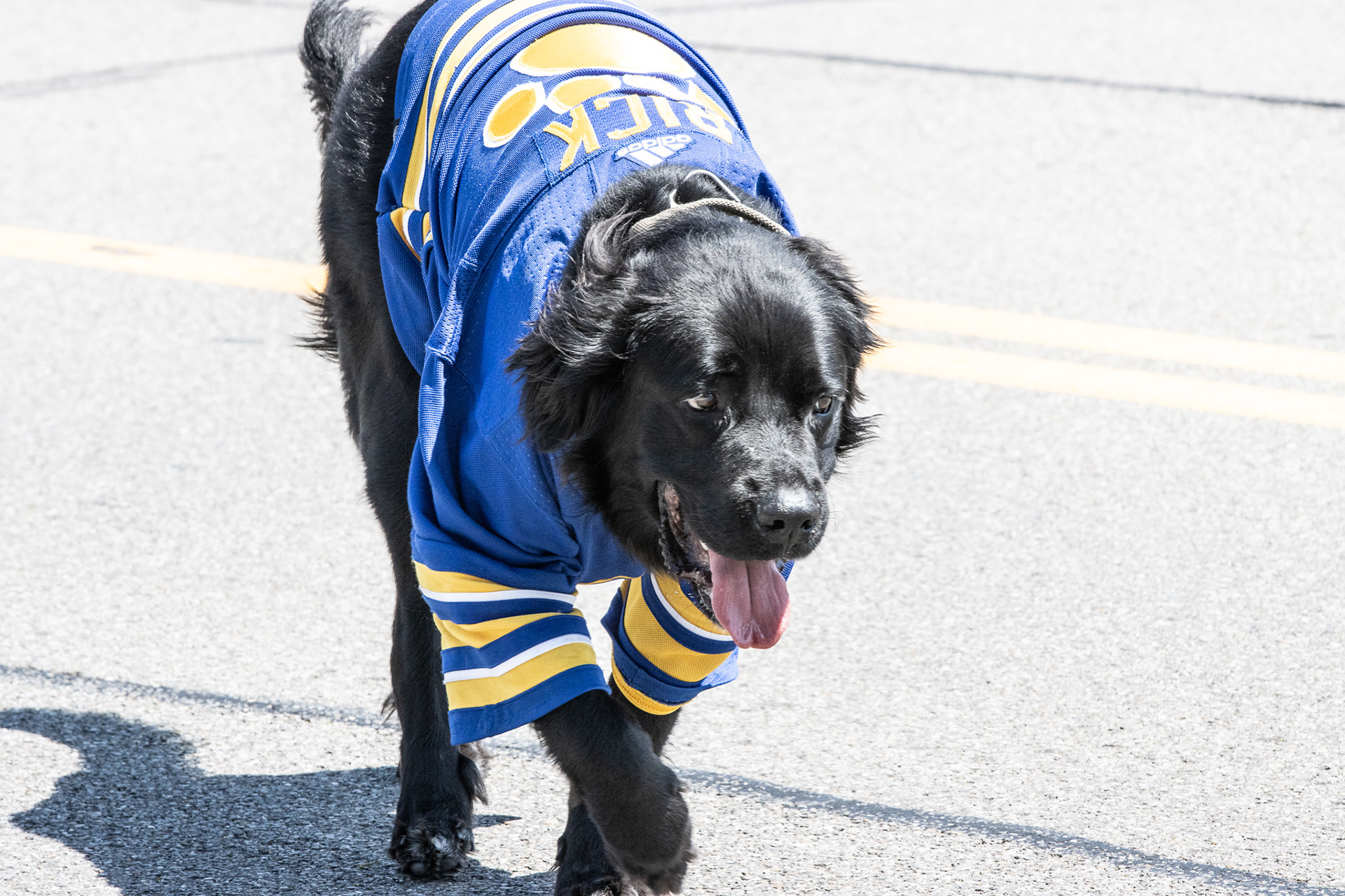 Rick the Sabres service dog.