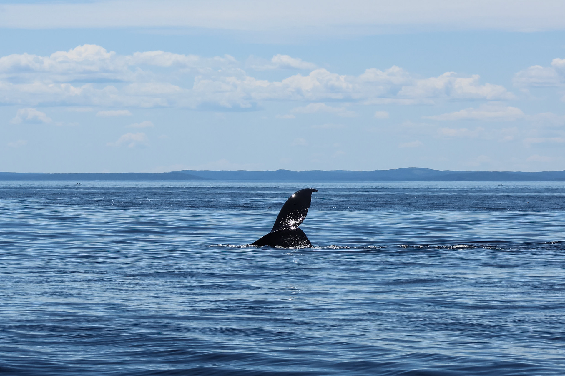 Humpback whale (Megaptera novaeangliae)