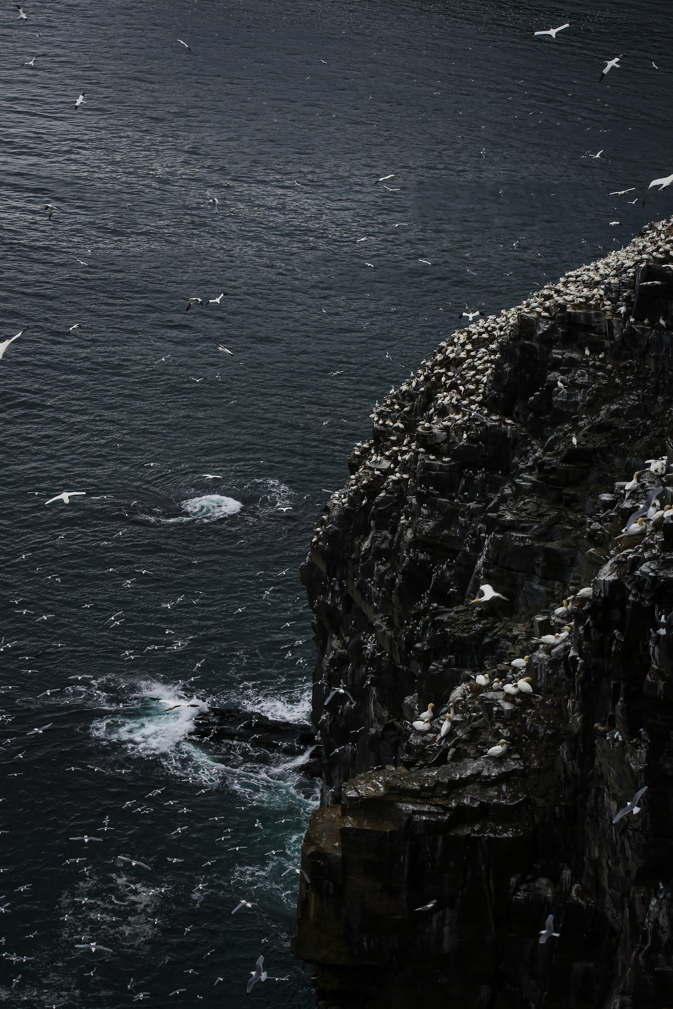 Northern Gannet colony of Cape St. Mary's (Morus bassanus)