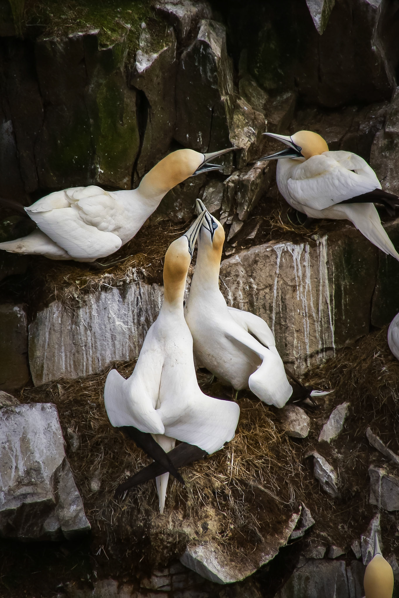 Mating pair of Northern Gannets (Morus bassanus)