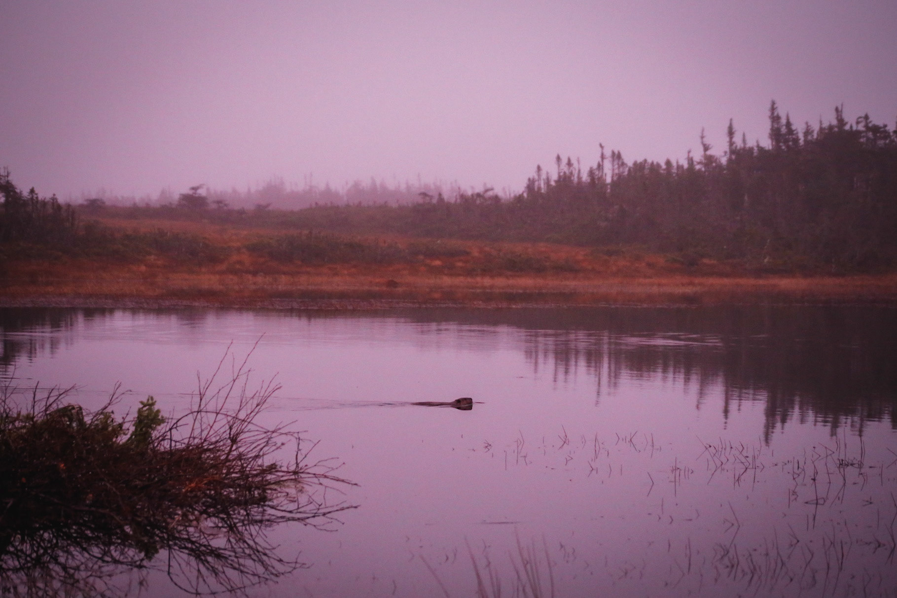 North American Beaver (Castor canadensis)