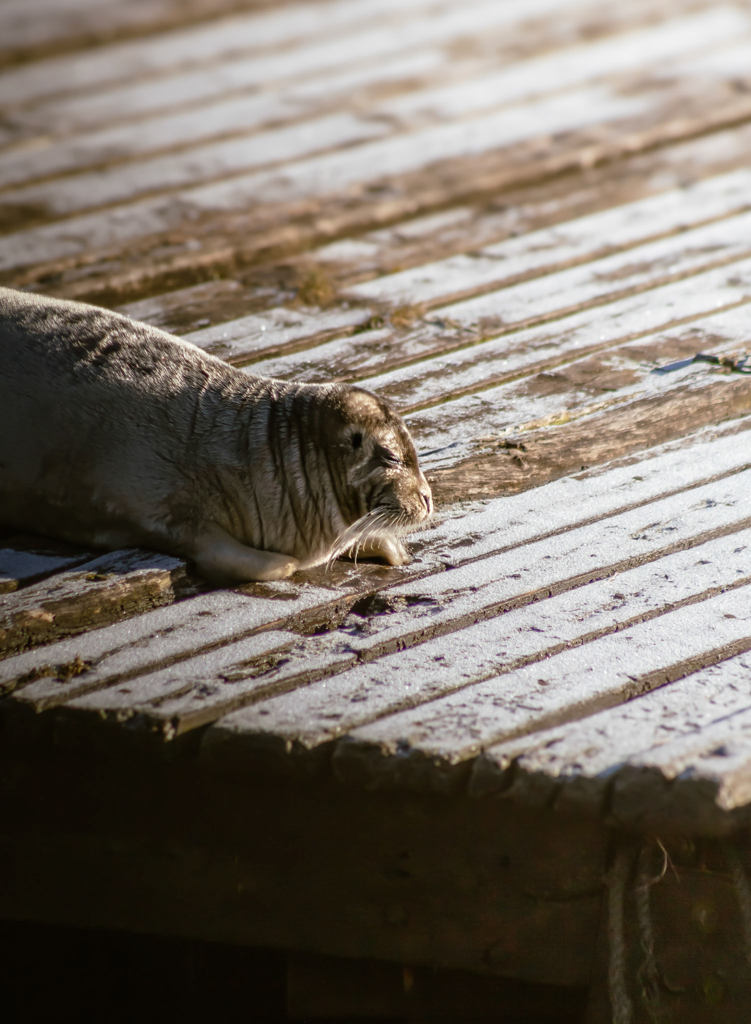 Harbour Seal (Phoca vitulina)