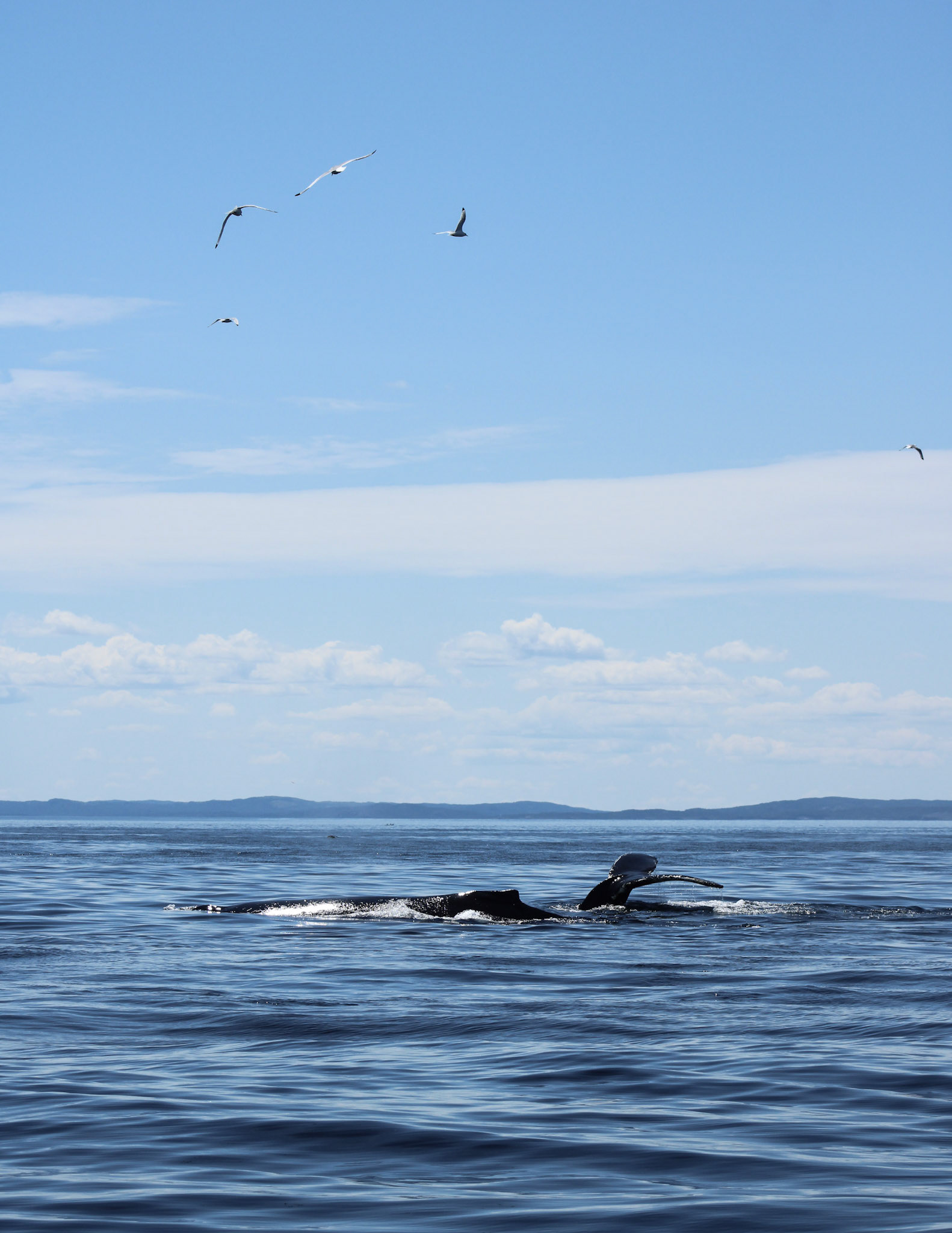 Humpback whale (Megaptera novaeangliae)
