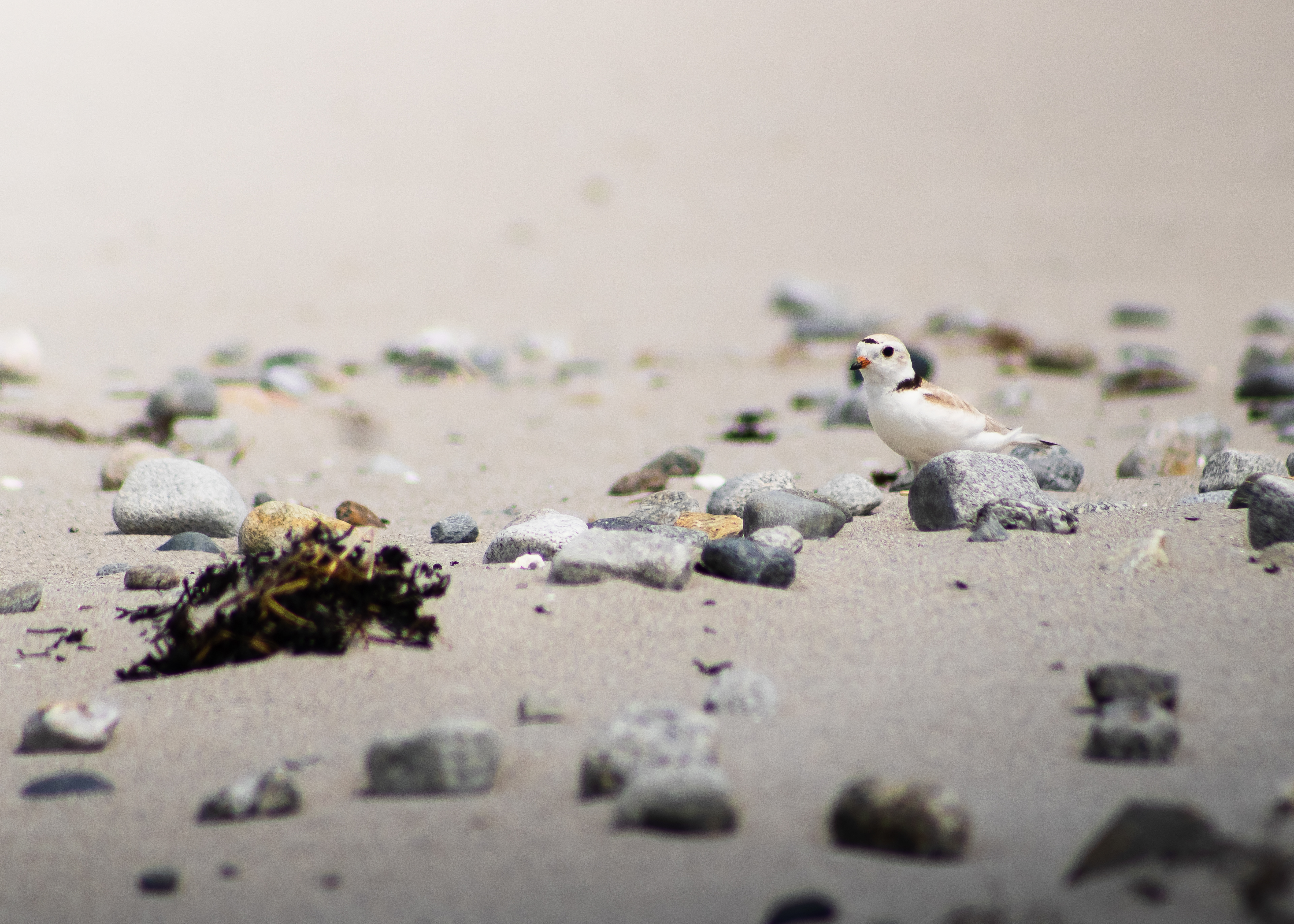 Piping Plover (Charadrius melodus)