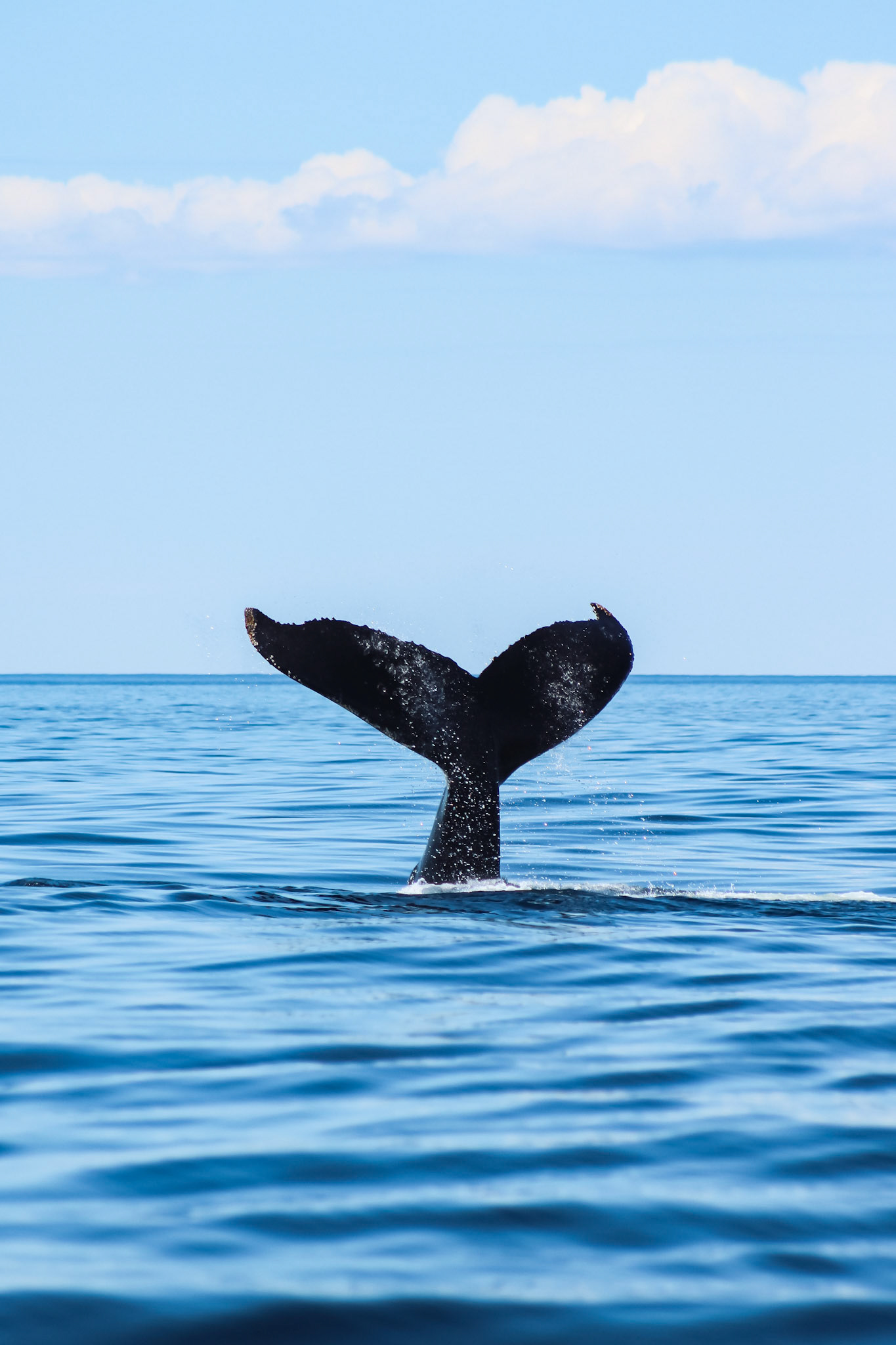 Humpback whale (Megaptera novaeangliae)
