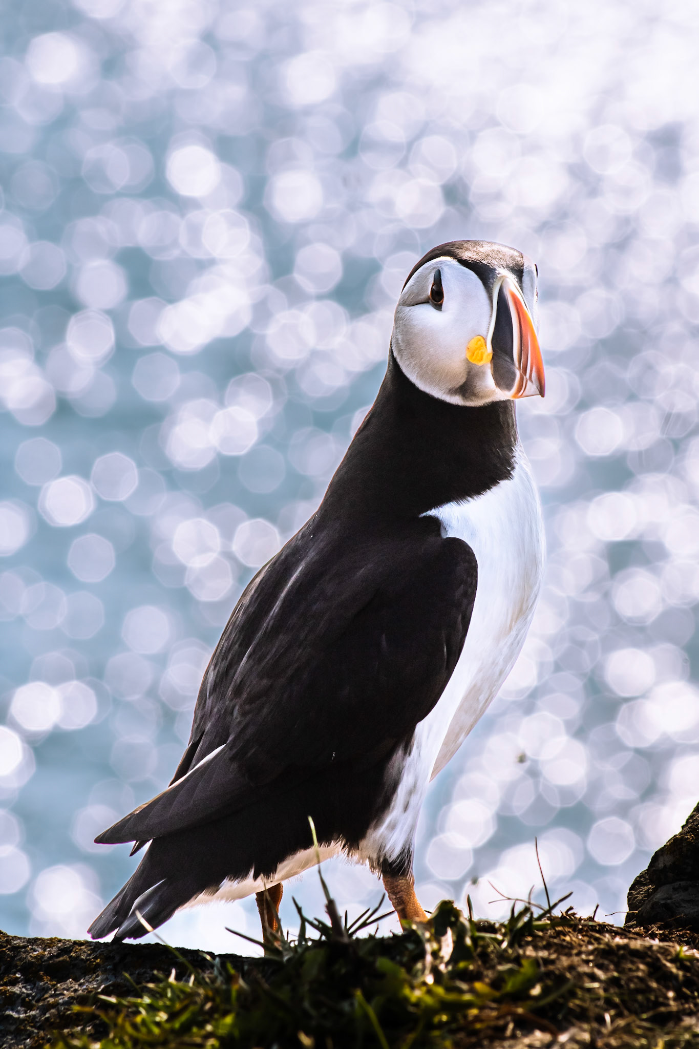 Atlantic Puffin (Fratercula arctica)