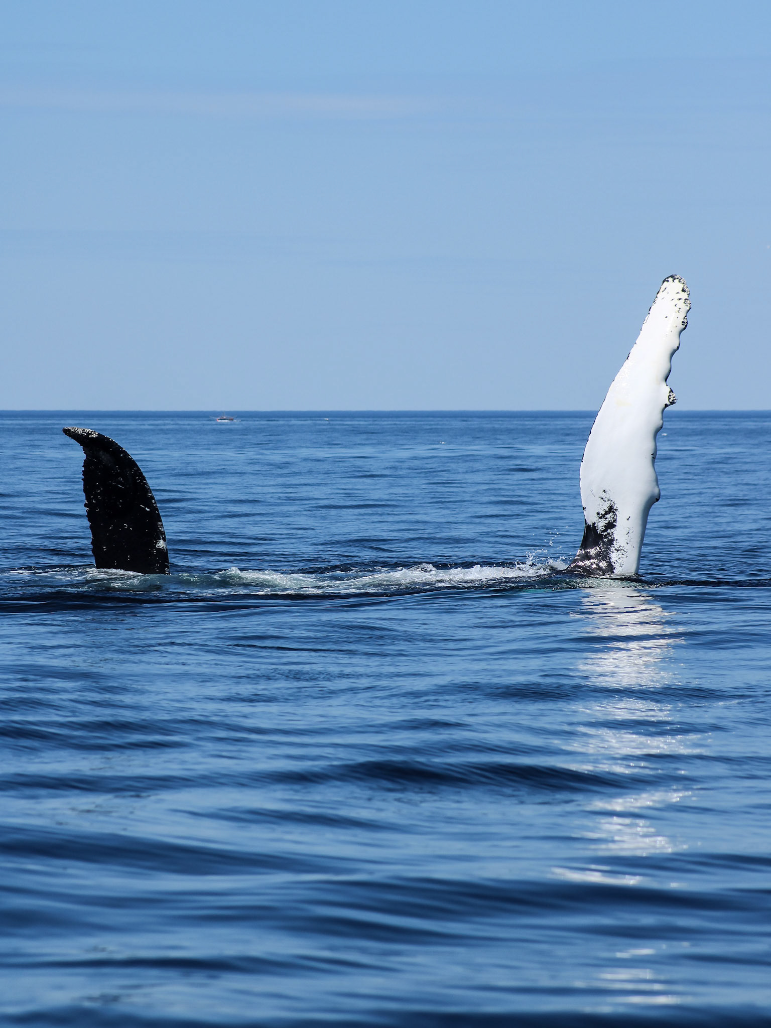 Humpback whale (Megaptera novaeangliae)