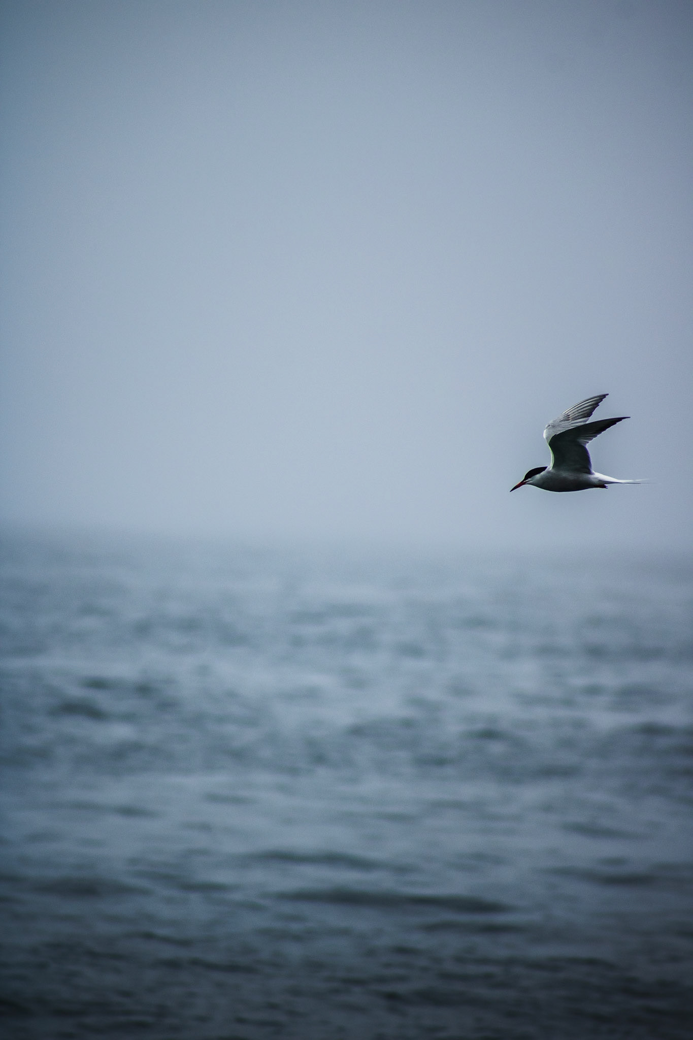 Arctic tern (Sterna paradisaea) 