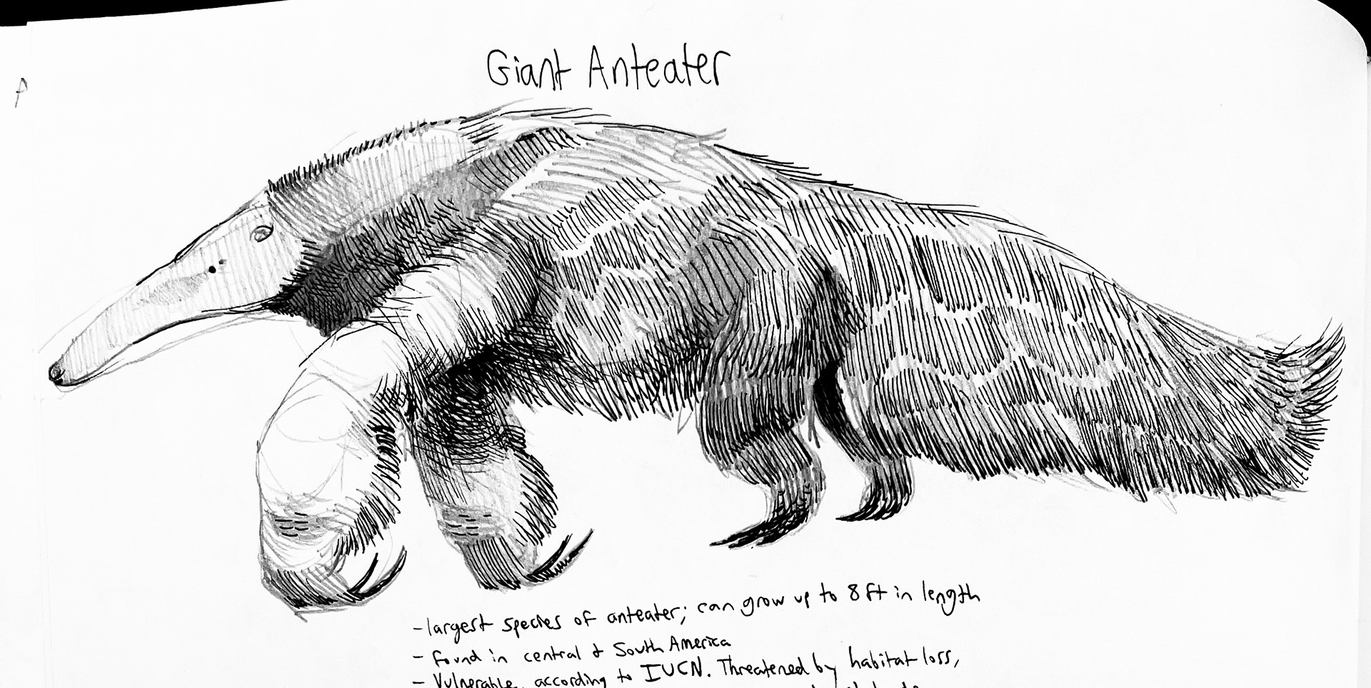 Giant Anteater