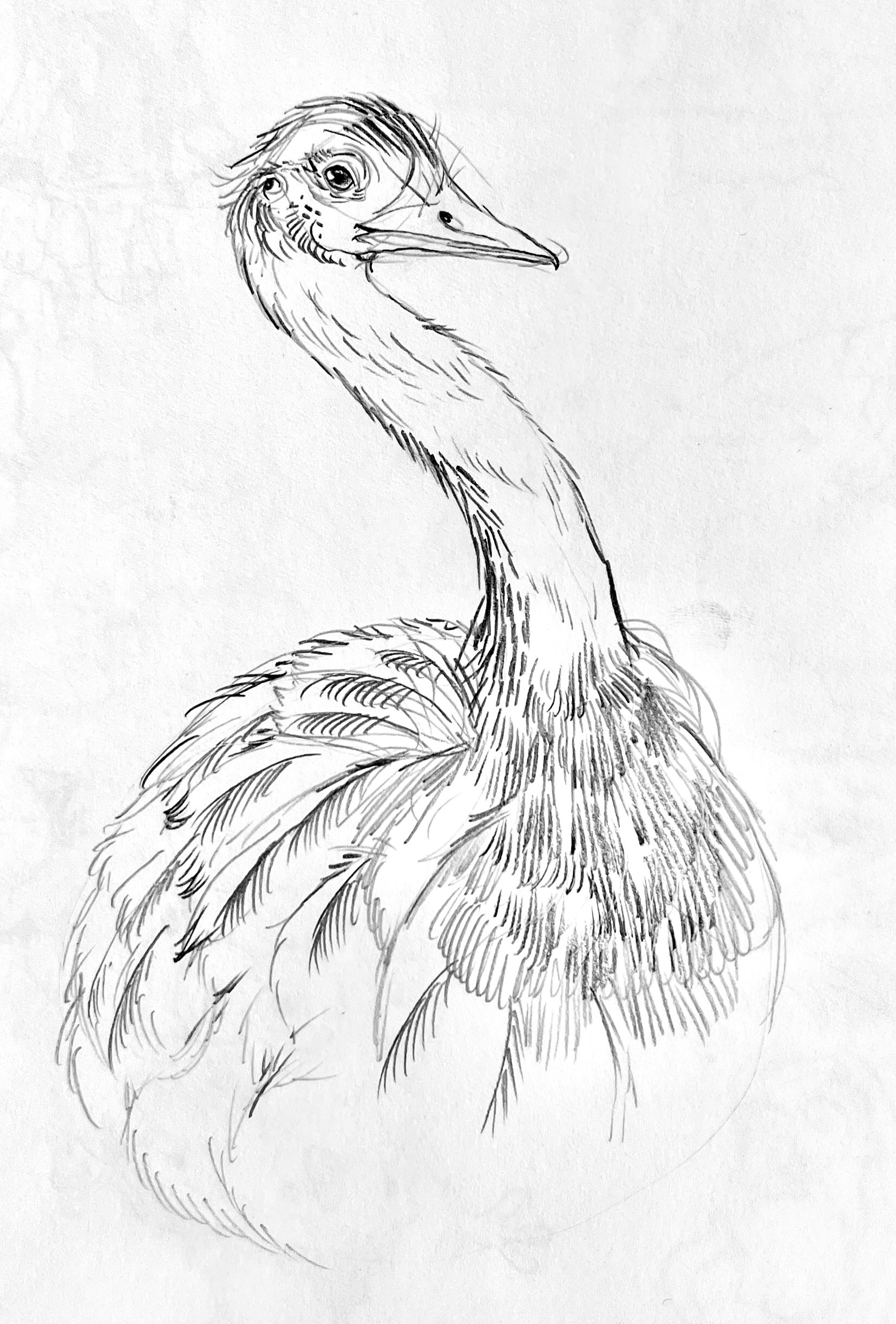 Rhea (traditional pencil sketch)