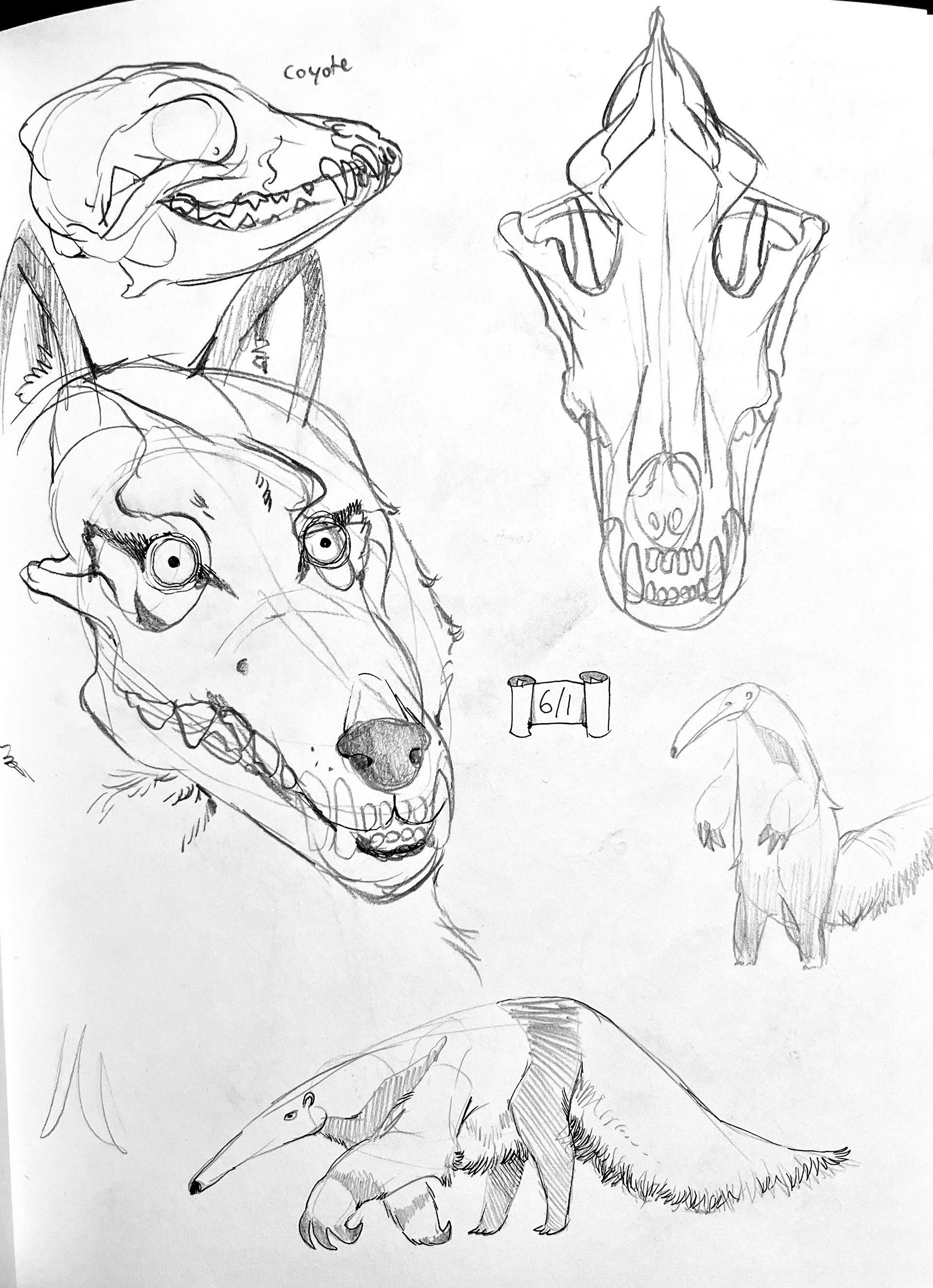 Canid Skulls and Anteaters