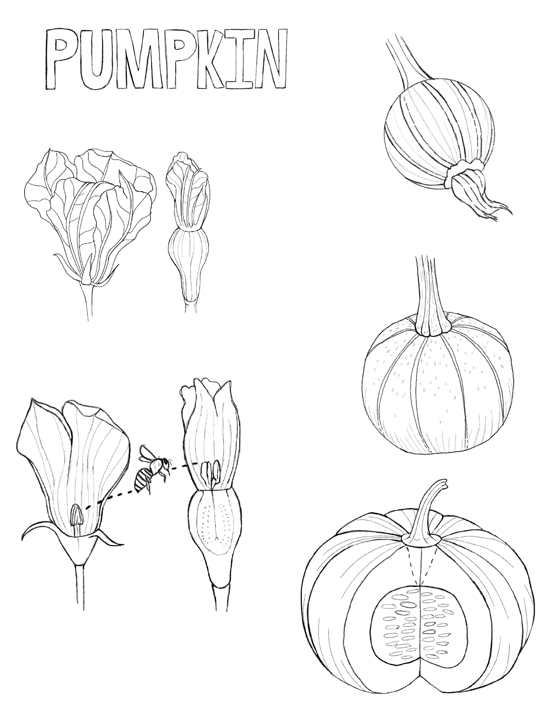 Sketch 1