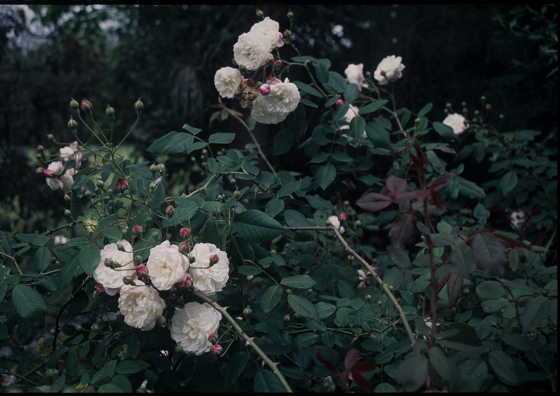 Bush roses growing in abundance