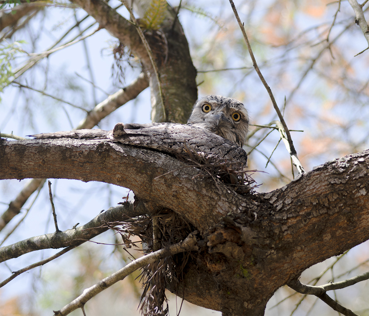 Tawny Frogmouths mum and dad taking turns on the nest. They visit us here every year
