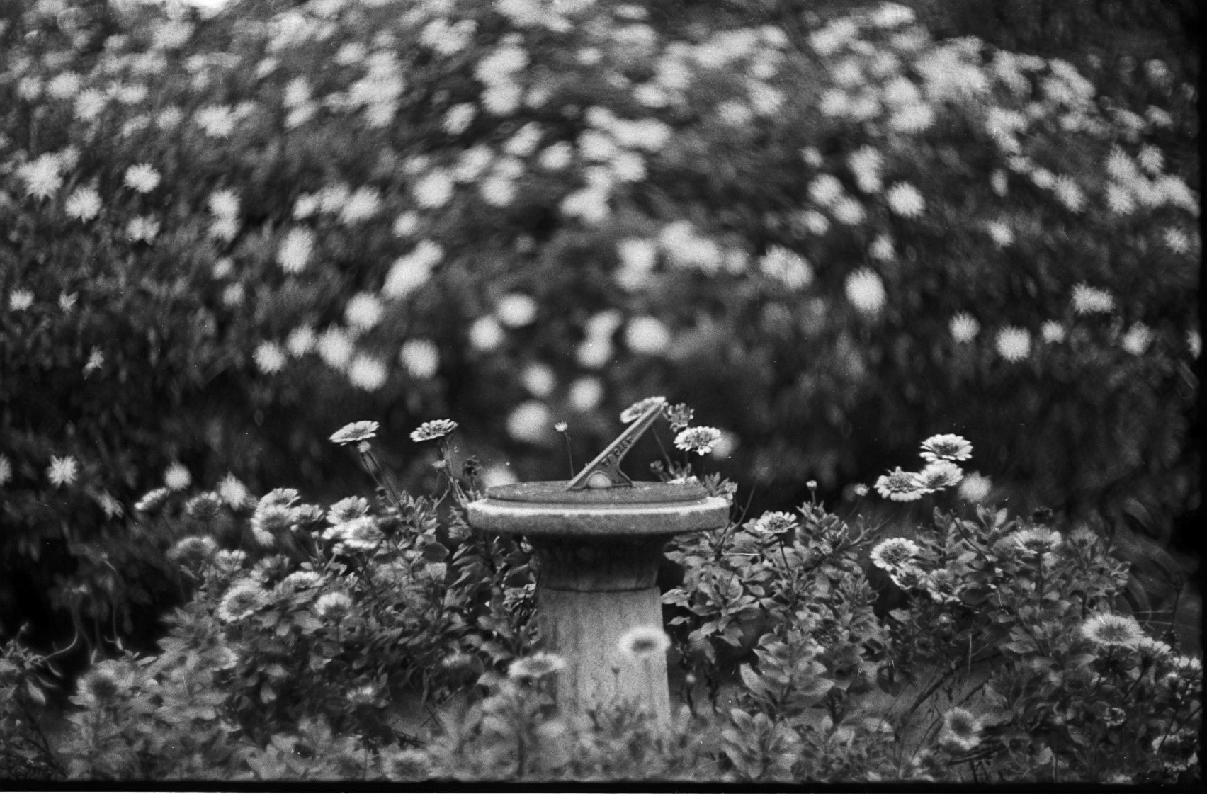 The old sundial. Helios M42 on a Nikon F2AS film camera. Expired film, developer and fixer by about 5 years but still looks ok to me and it was developed by a loving hand - mine. I also love the swirl of the Helios lens.
