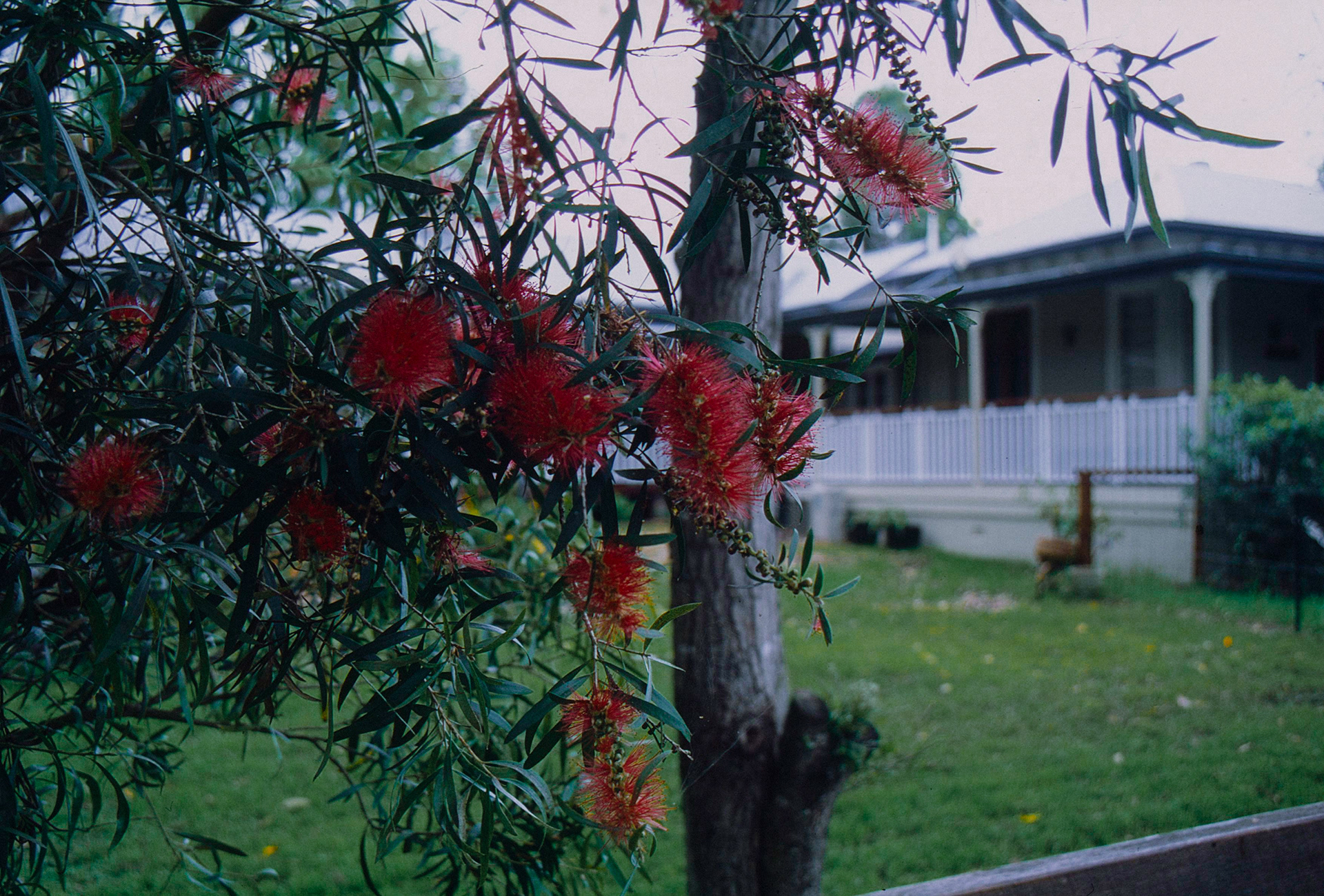 Bottlebrushes in bloom
