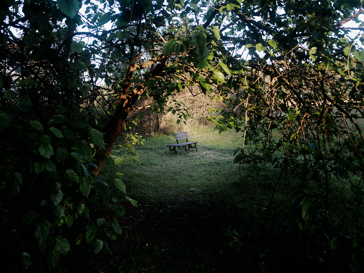 A mulberry tree provides an archway to a resting place