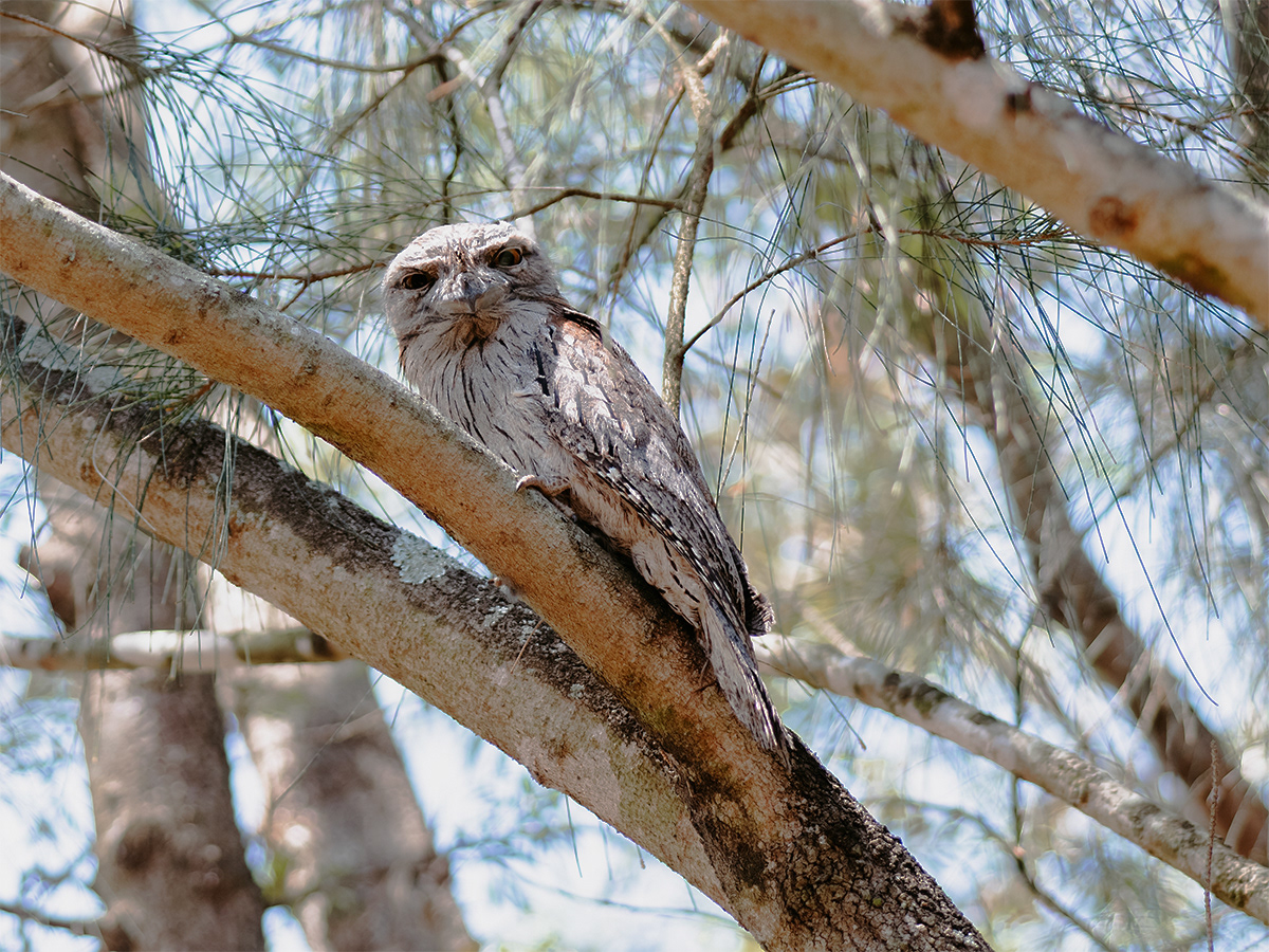 This Tawny Frogmouth that is sharing the nesting takes a break