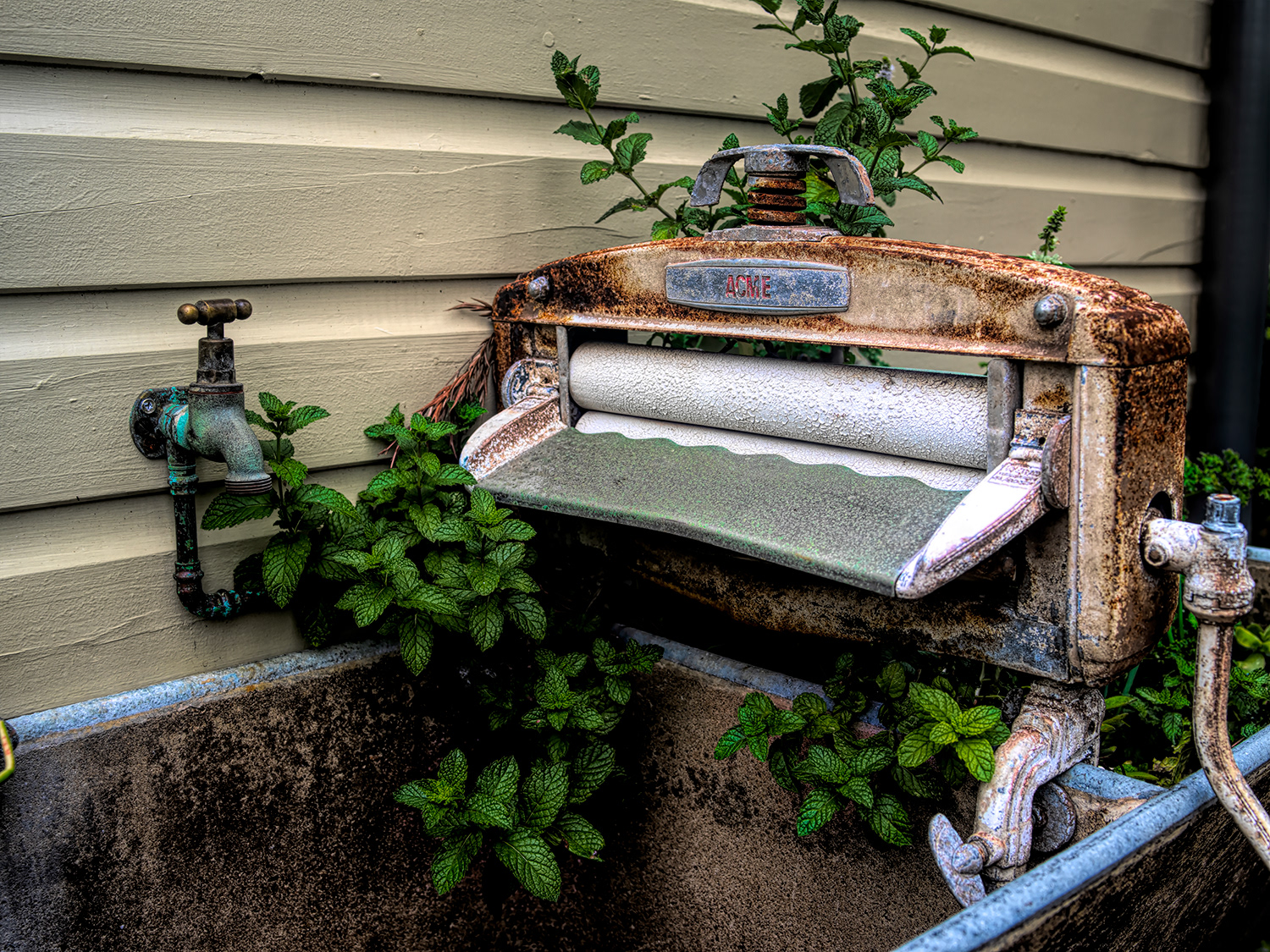 The old wringer provides shade to our herbs from the afternoon sun