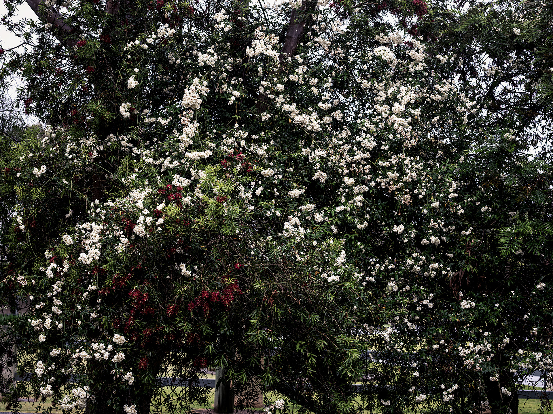 The miniature roses are out and smell devine