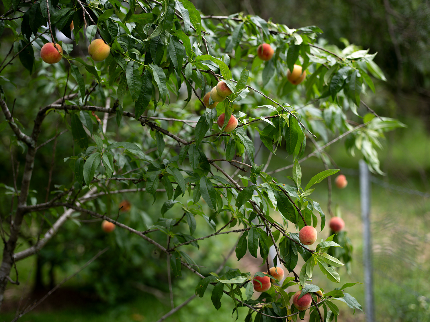 Not many but our first crop of peaches