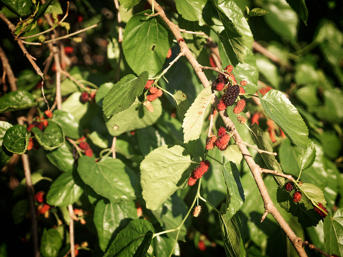One of our mulberry trees getting ready to deliver