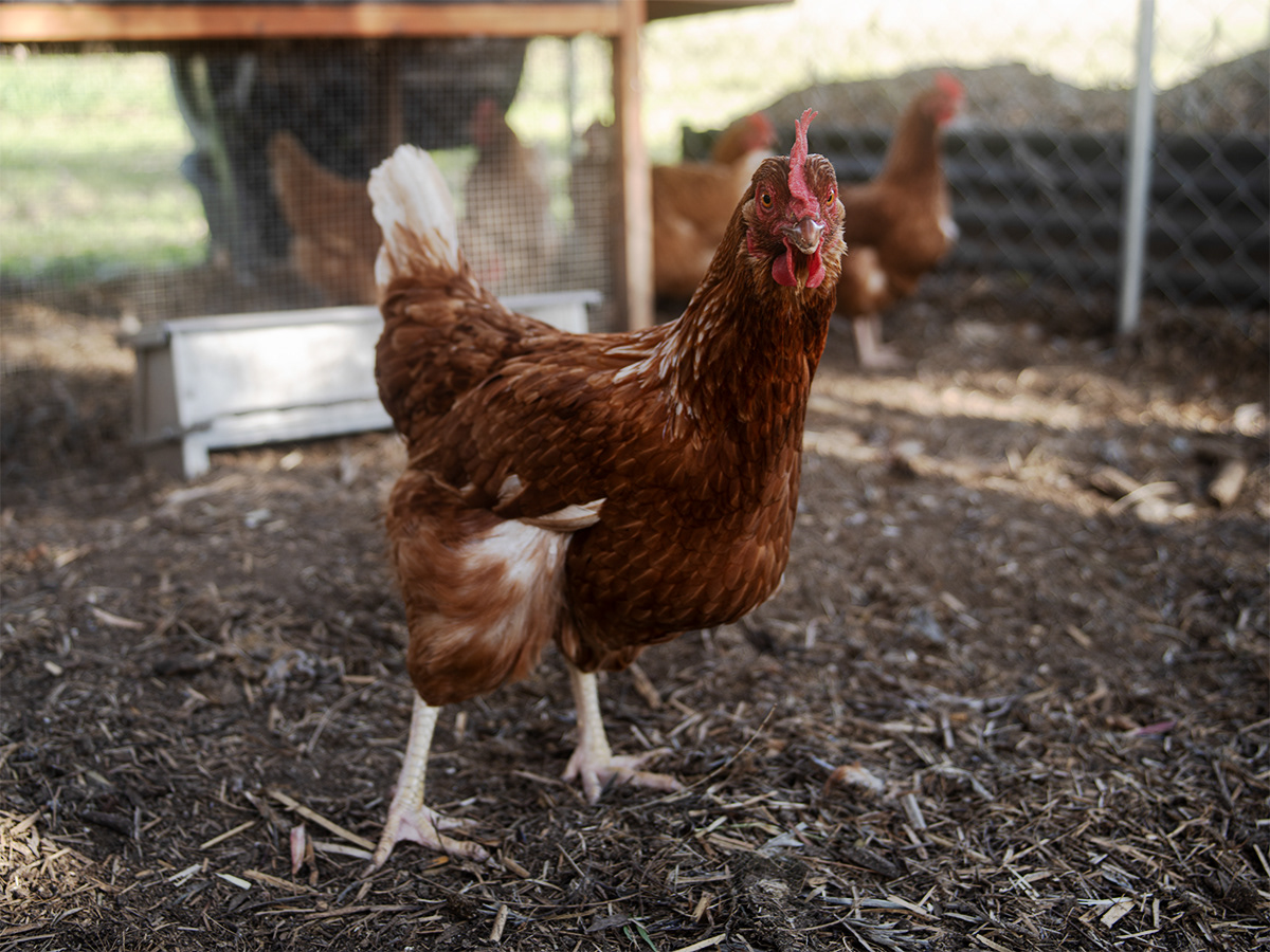 One of our ladies that deliver our eggs