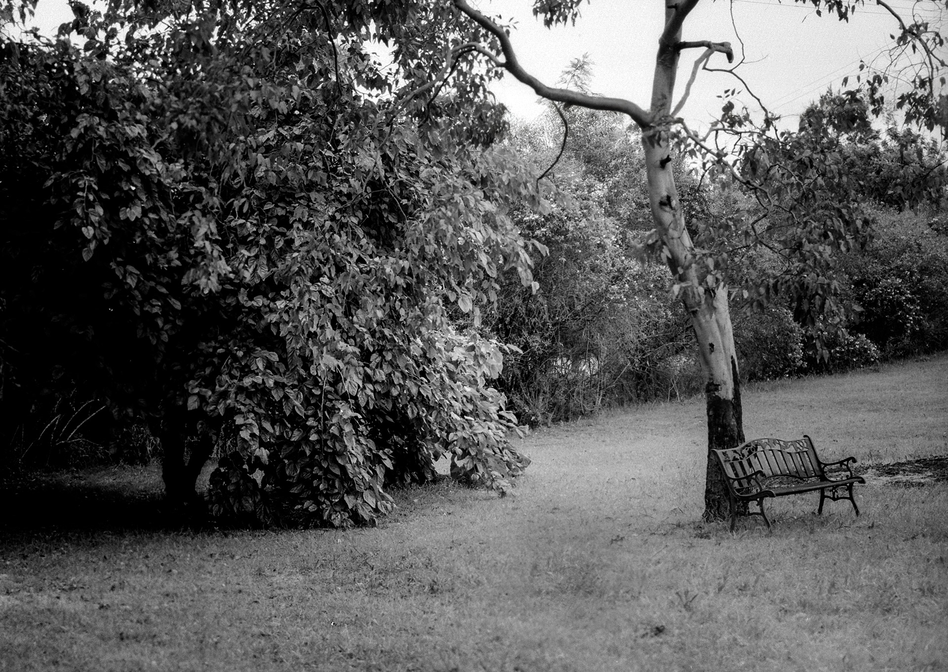 One of our mulberry trees taken on a 30 year old film camera.