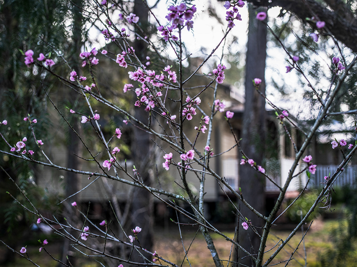 The first blossoms of the year in our small orchid