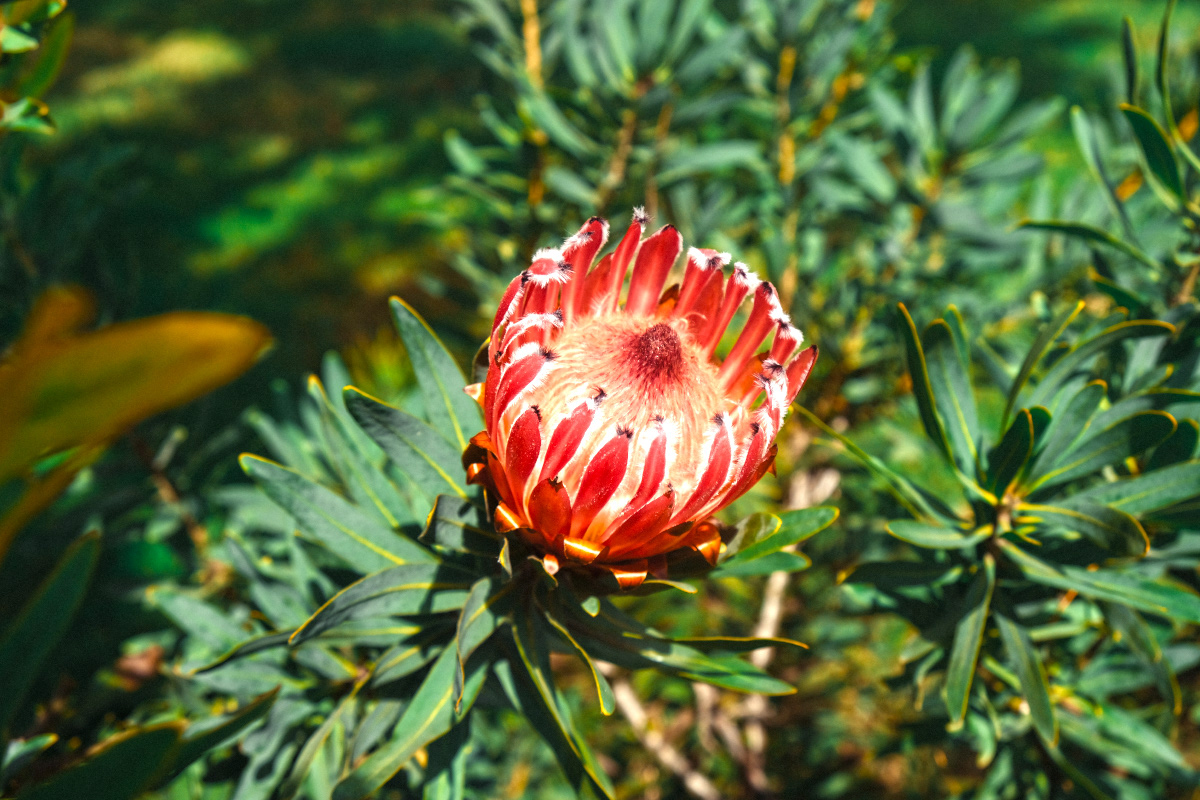 The Proteas are in bloom!