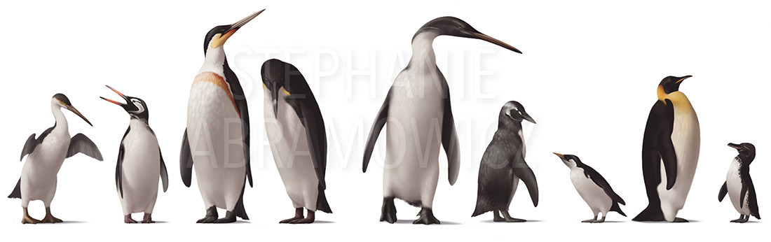 Fossil and modern penguins: Waimanu manneringi, Perudyptes devriesi, Icadyptes salasi, Palaeeudyptes gunnari, Kairuku waitaki, Paraptenodytes antarcticus, Inguza predemersus, Aptenodytes forsteri, Spheniscus mendiculus, illustration by Stephanie Abramowicz.