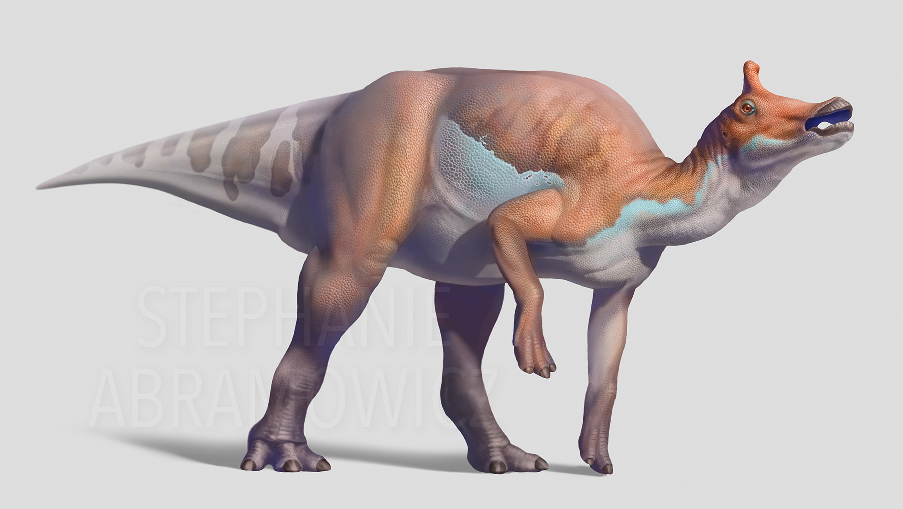 Augustynolophus