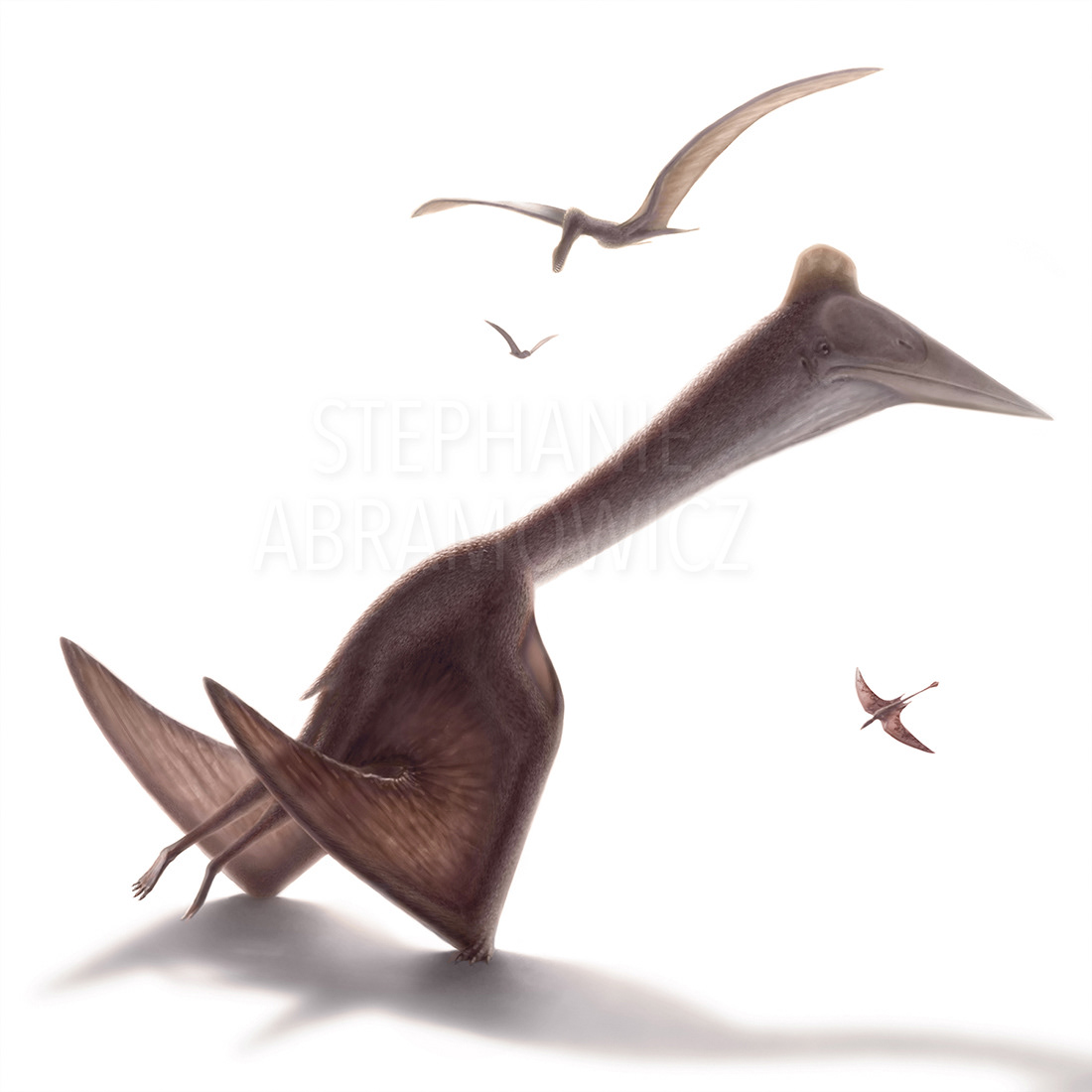 Pterosaurs: Quetzalcoatlus northropi, Jeholopterus ninchengensis, Anhanguera santanae, Rhamphorhynchus muensteri, illustration by Stephanie Abramowicz.