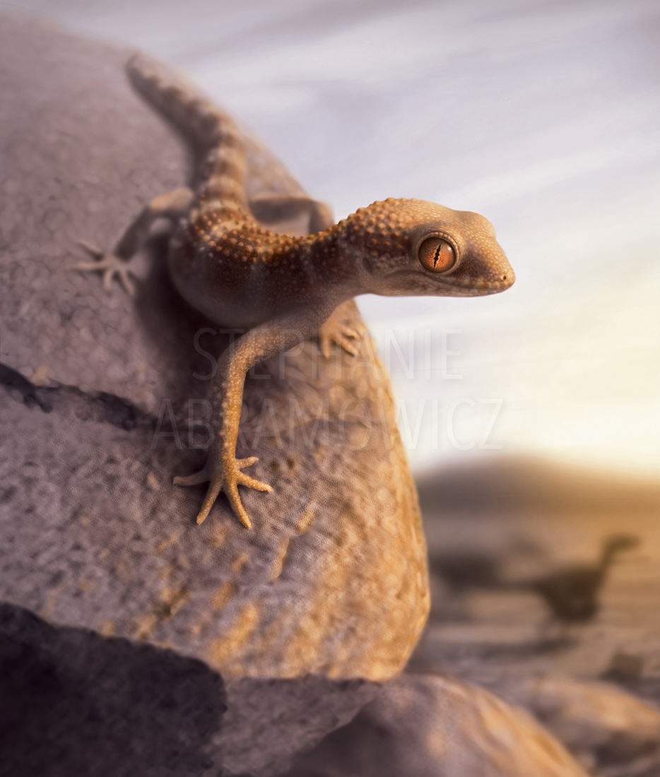 110 my old fossil gekkotan from the Gobi Desert, illustration by Stephanie Abramowicz.