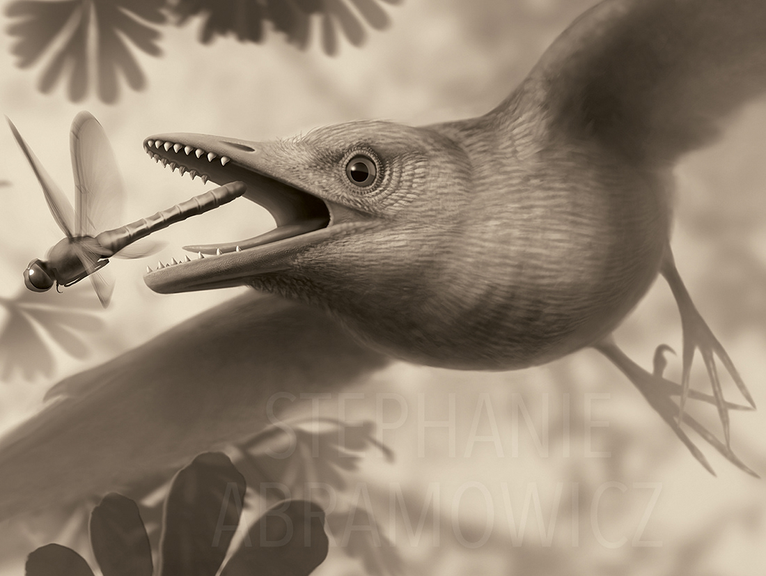 Sulcavis geeorum, illustration by Stephanie Abramowicz.