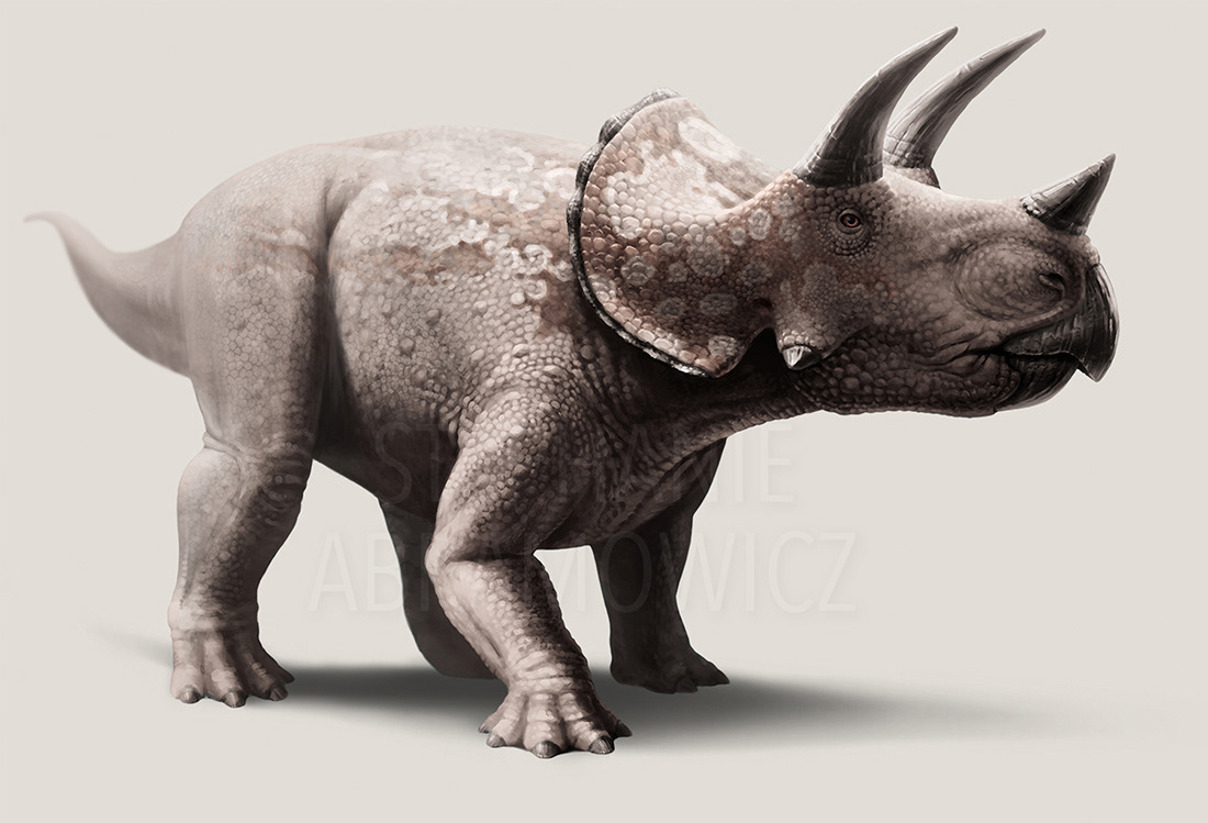 Triceratops prorsus, illustration by Stephanie Abramowicz.