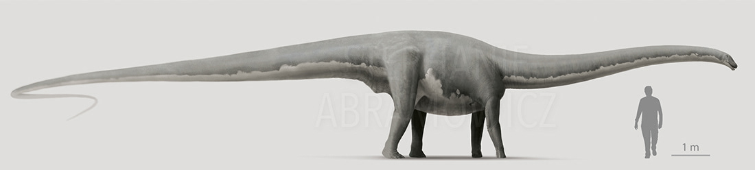 Diplodocus, illustration by Stephanie Abramowicz.