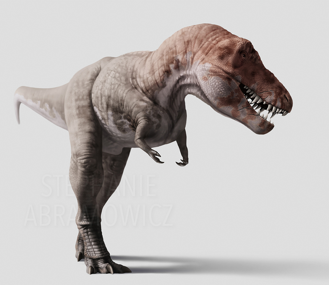 Tyrannosaurus rex "Thomas", illustration by Stephanie Abramowicz.