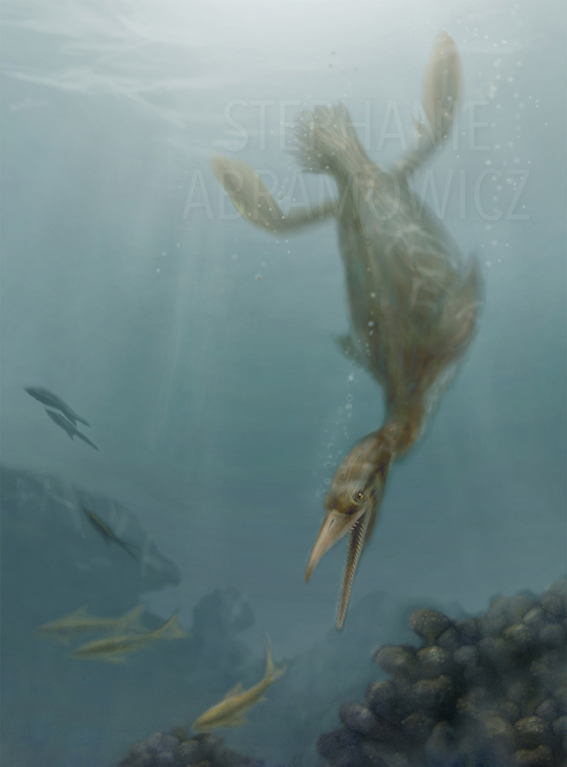 Fumicollis hoffmani, illustration by Stephanie Abramowicz.
