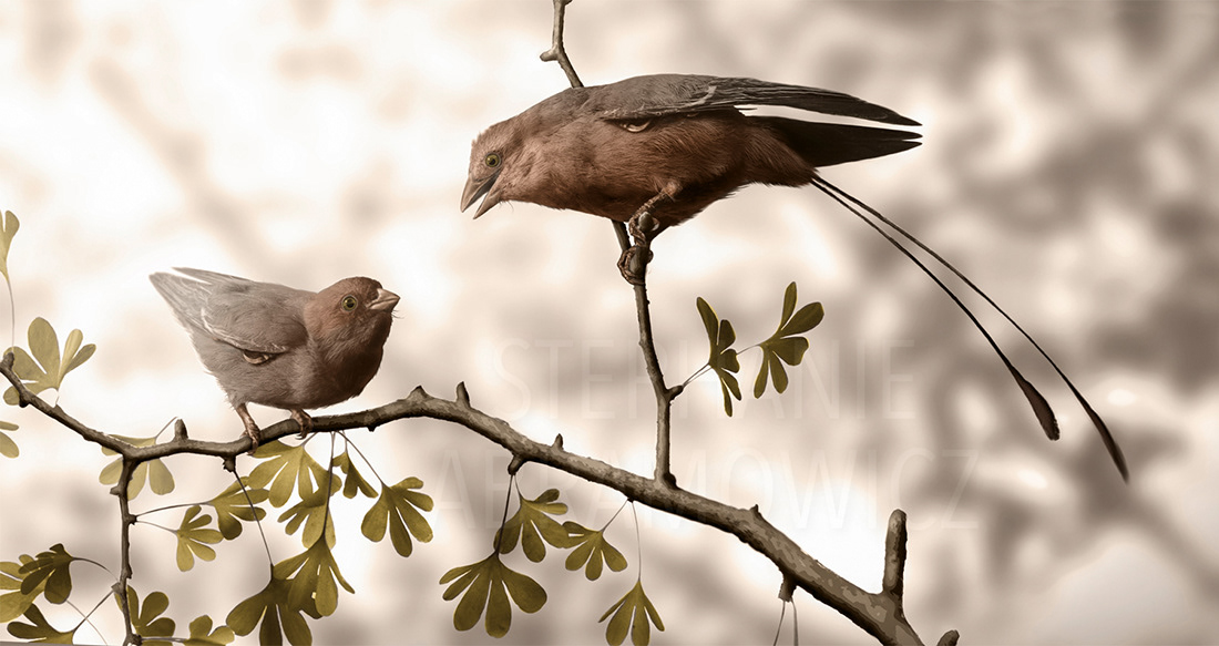 Confuciusornis sanctus, illustration by Stephanie Abramowicz.