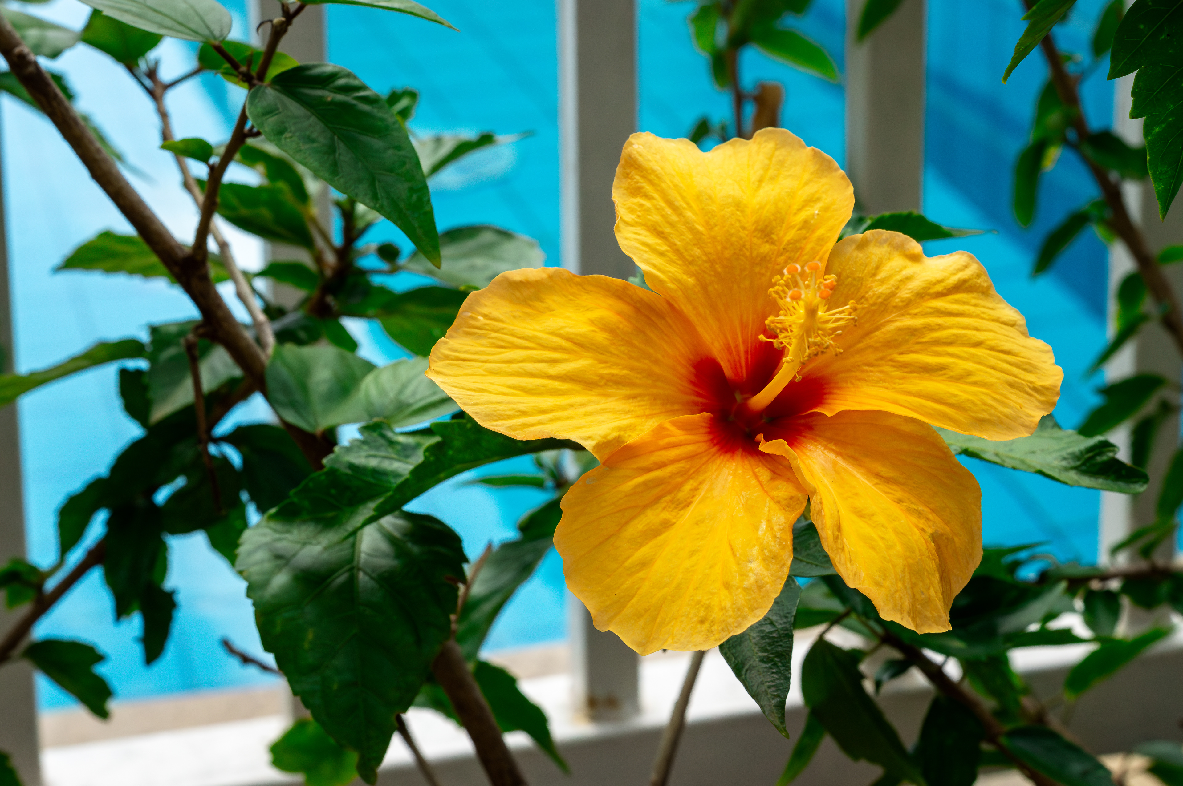 Flor de hibisco amarelo
