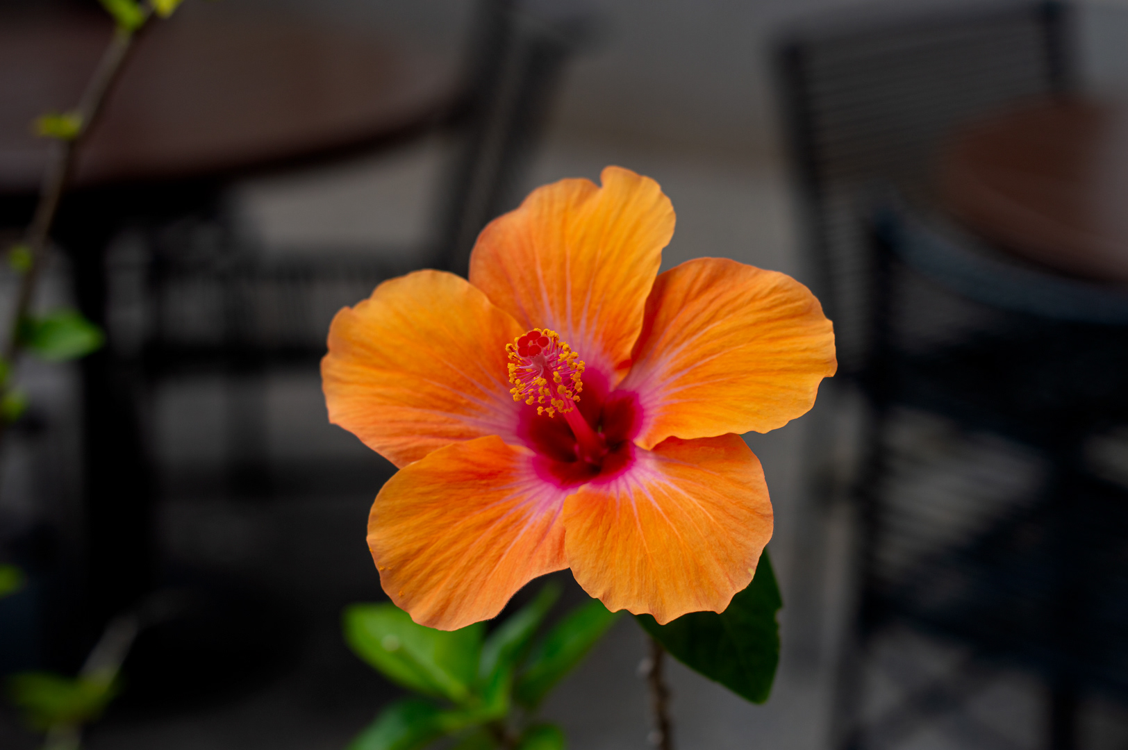 Flor de hibisco laranja