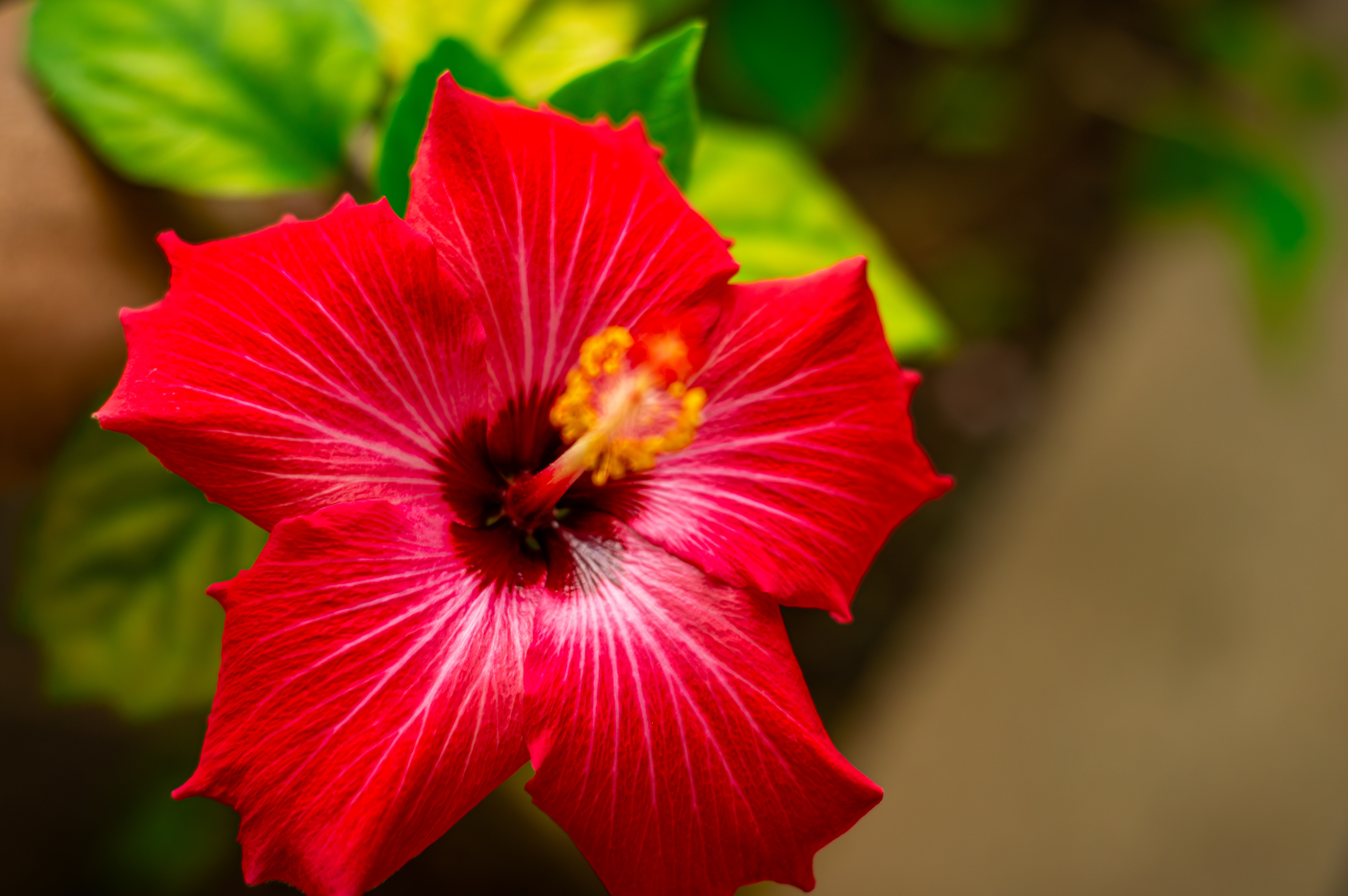 Flor de hibisco vermelho