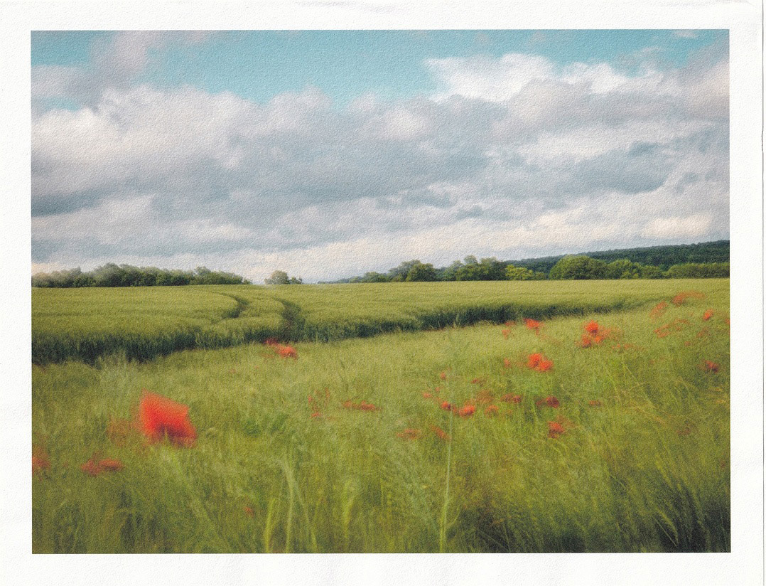 Etude de coquelicots à La Croix Verte