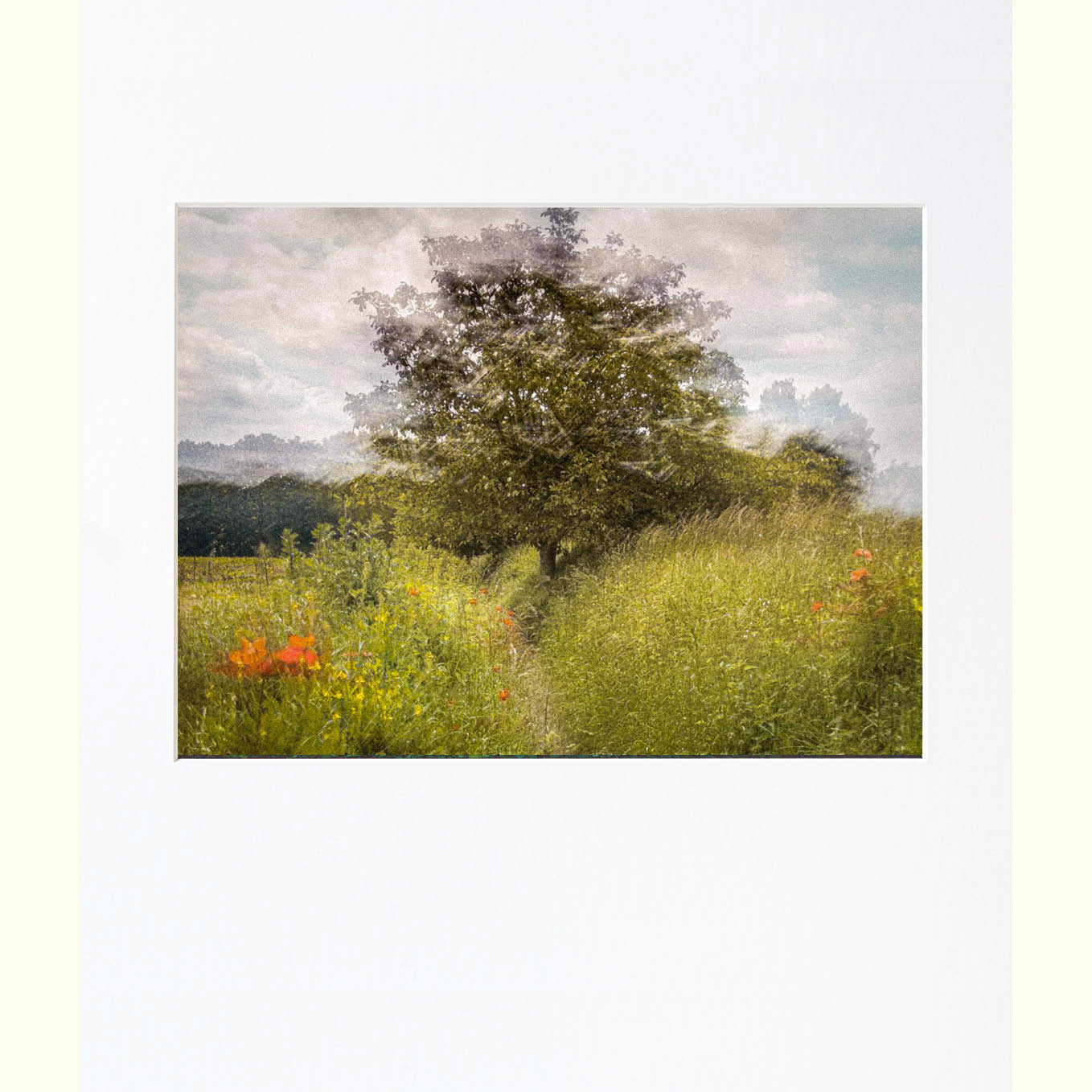 Etude de coquelicots